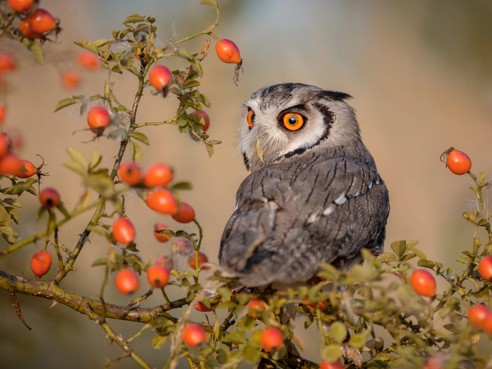 Большая сова сидит на ветке с красными ягодами шиповника