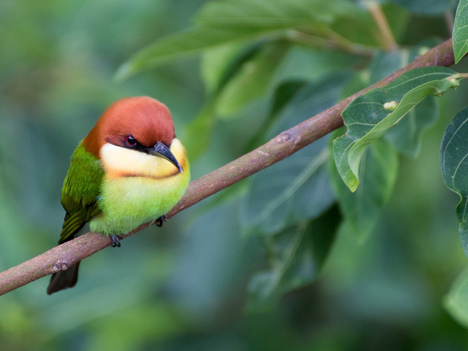 Маленькая птичка золотистая щурка сидит на ветке