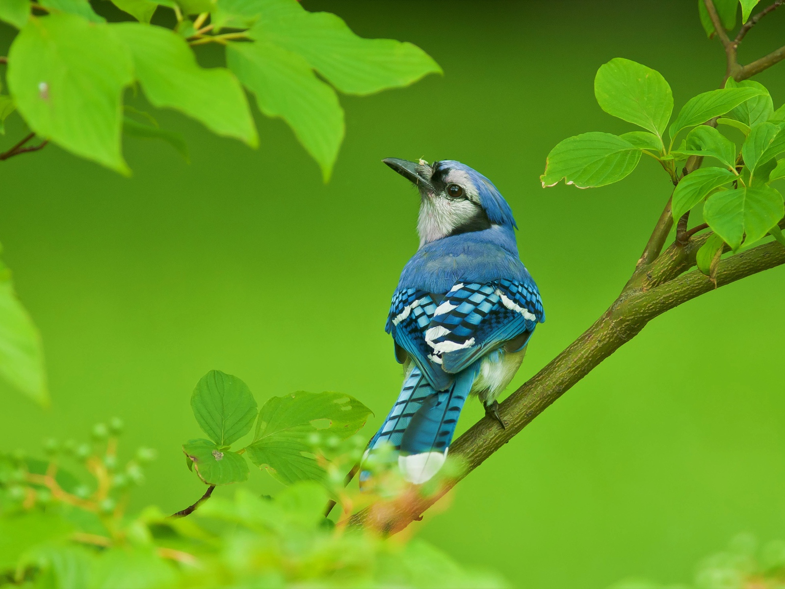 Маленькая голубая сойка сидит на ветке с зелеными листьями