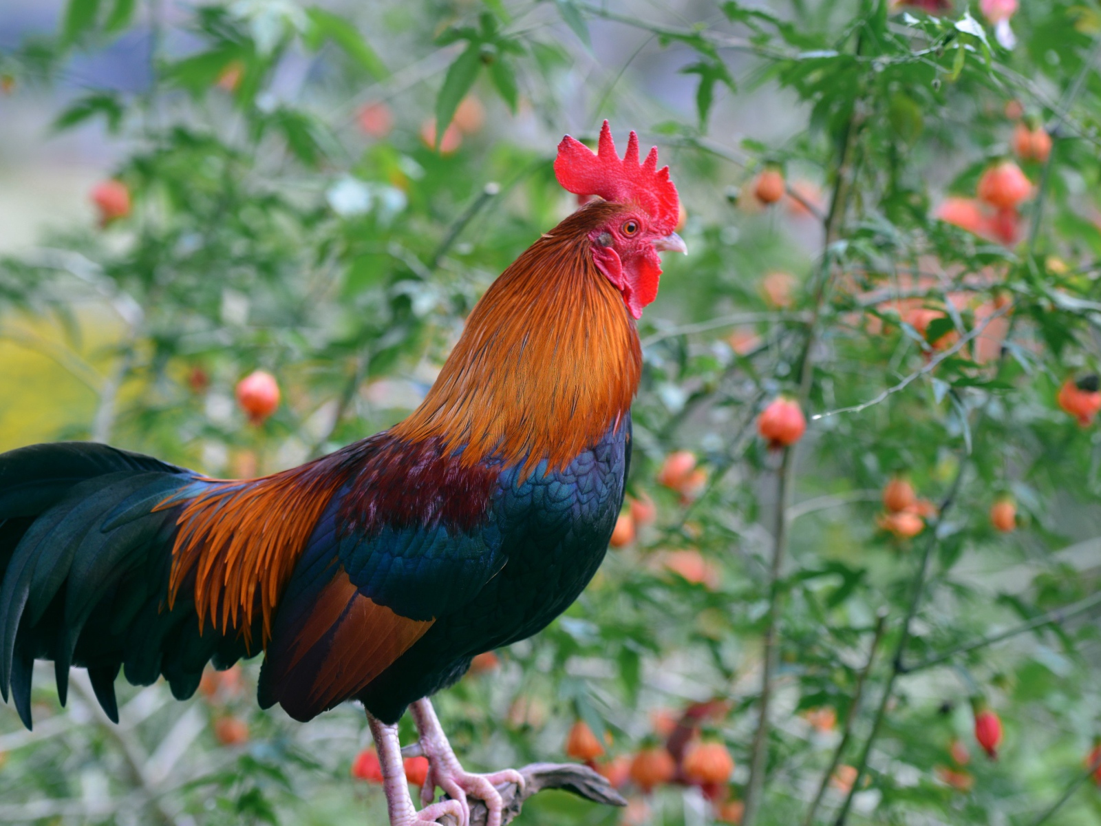 Красивый домашний петух на жердочке 