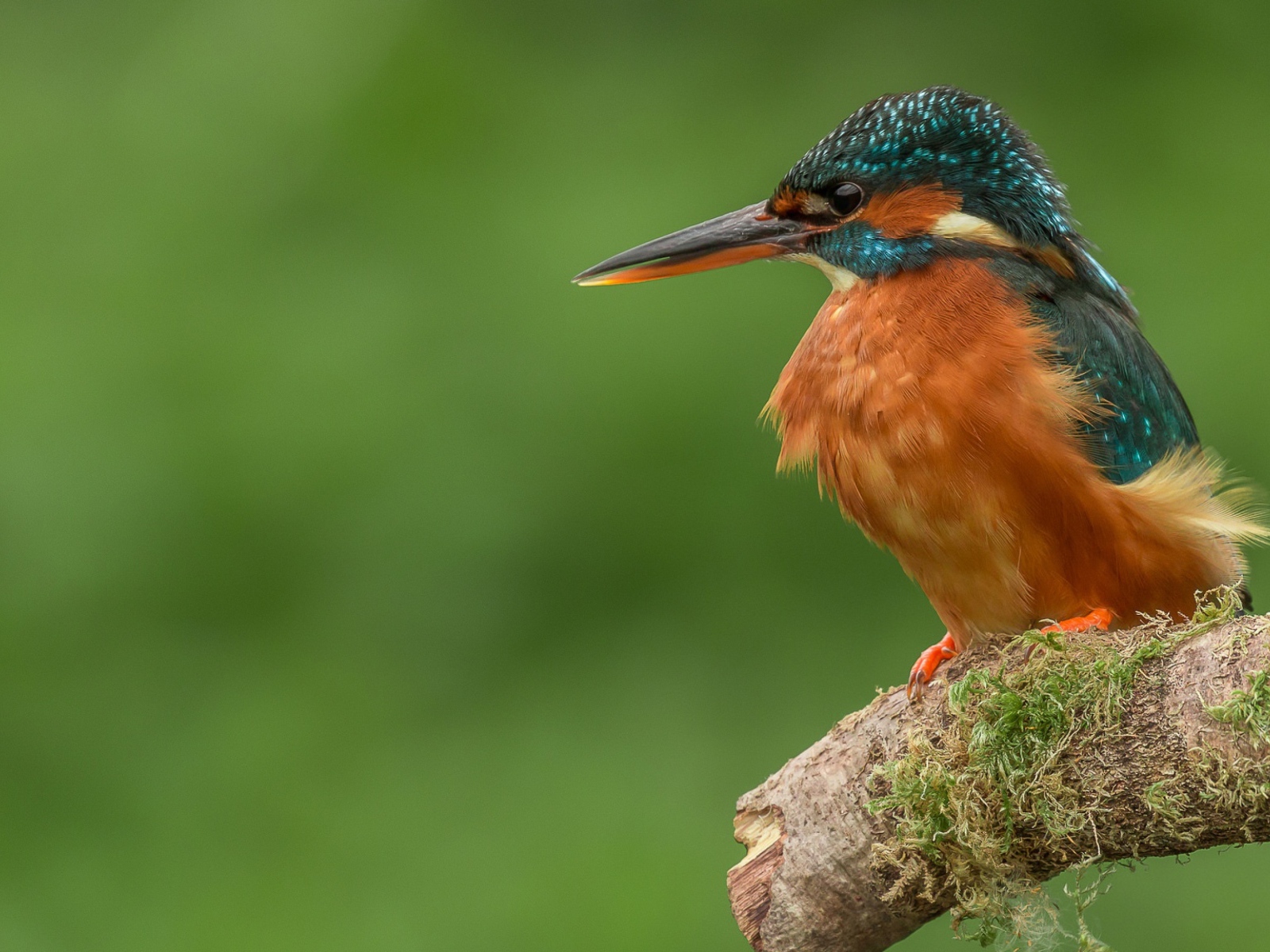 Птица зимородок сидит на ветке дерева