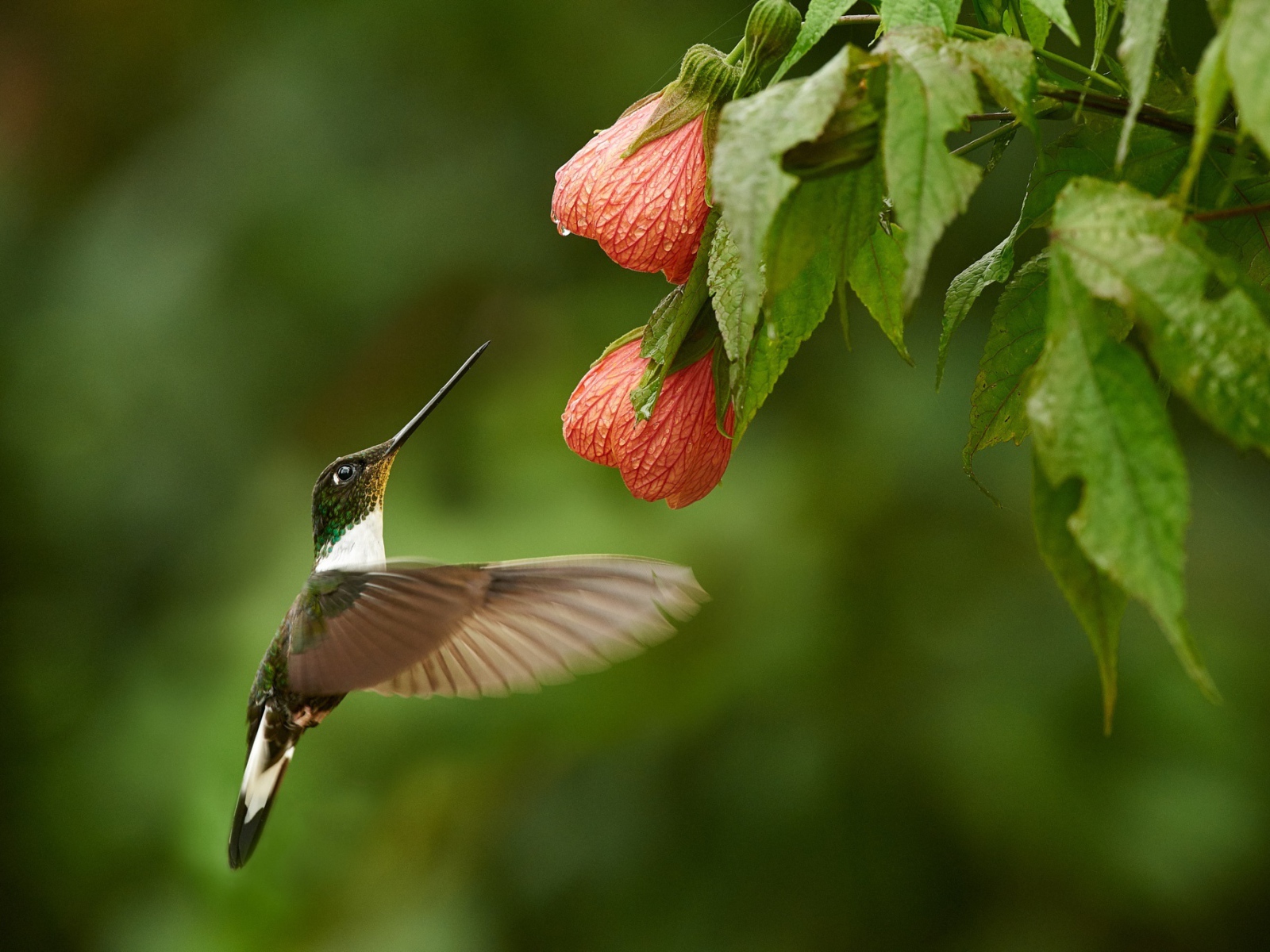 Птица колибри собирает нектар с красного цветка