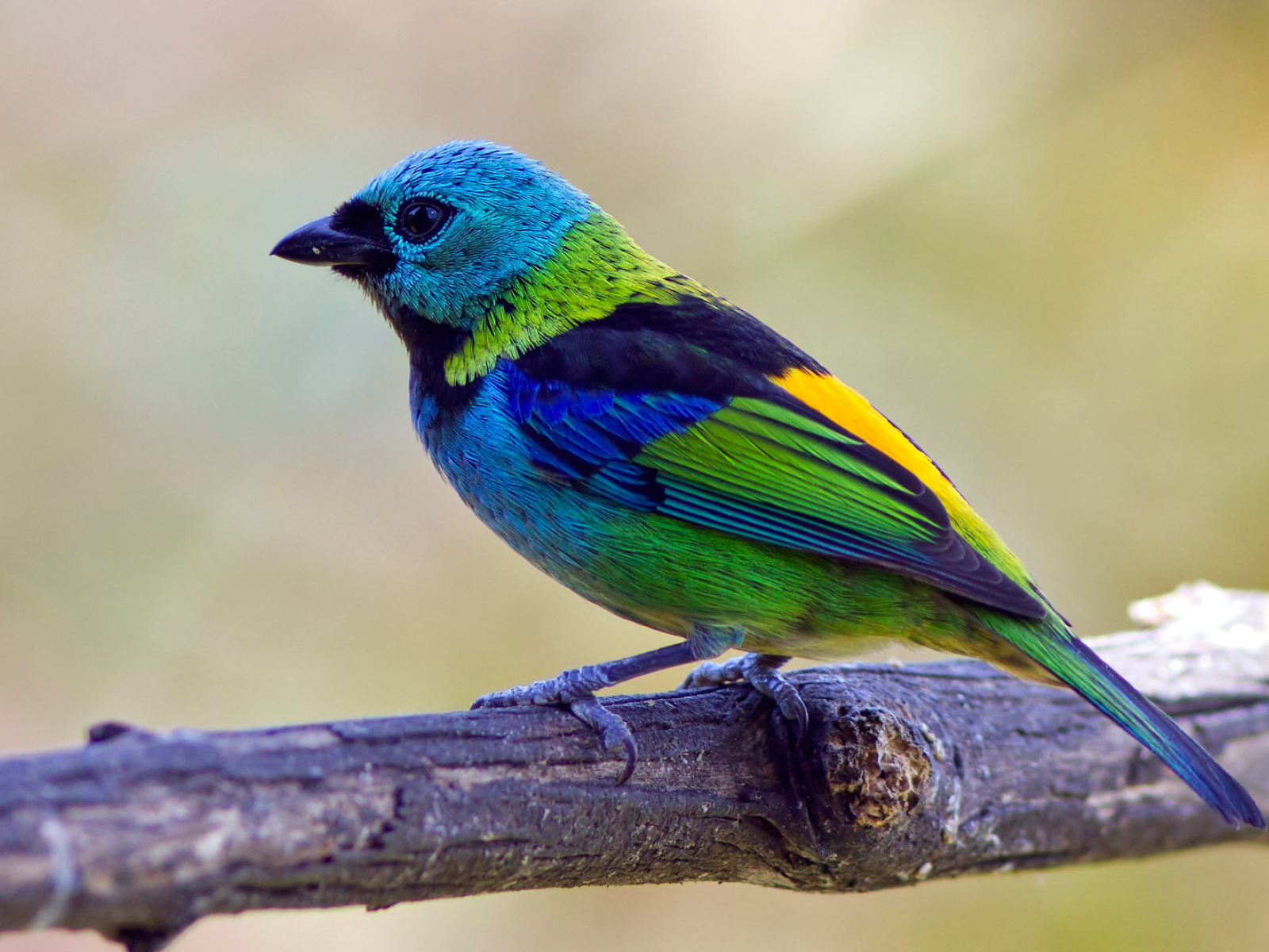 Яркая  птица танагра на ветке 