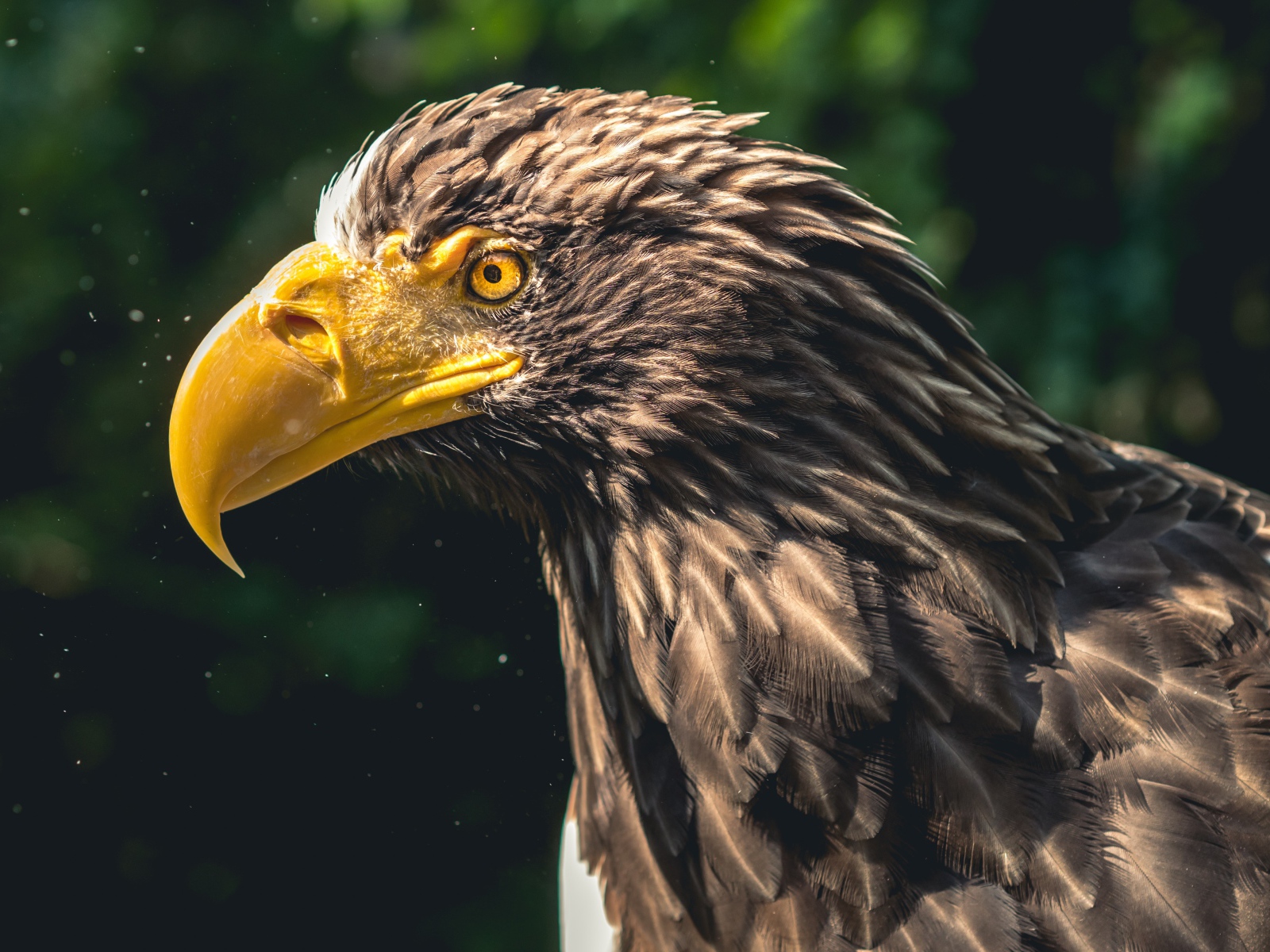 Голова орла с большим желтым клювом