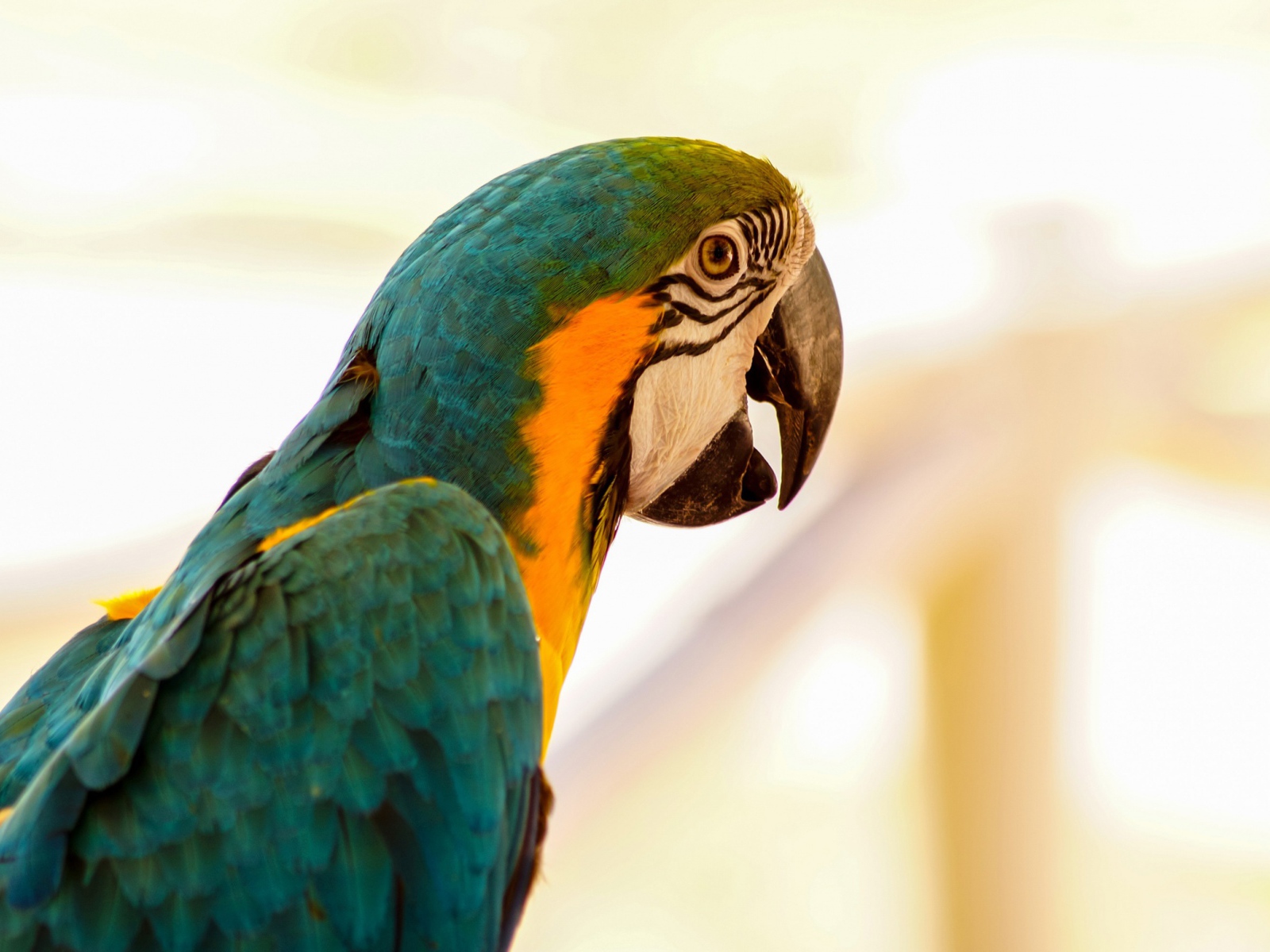 Большой сине-желтый попугай ара крупным планом