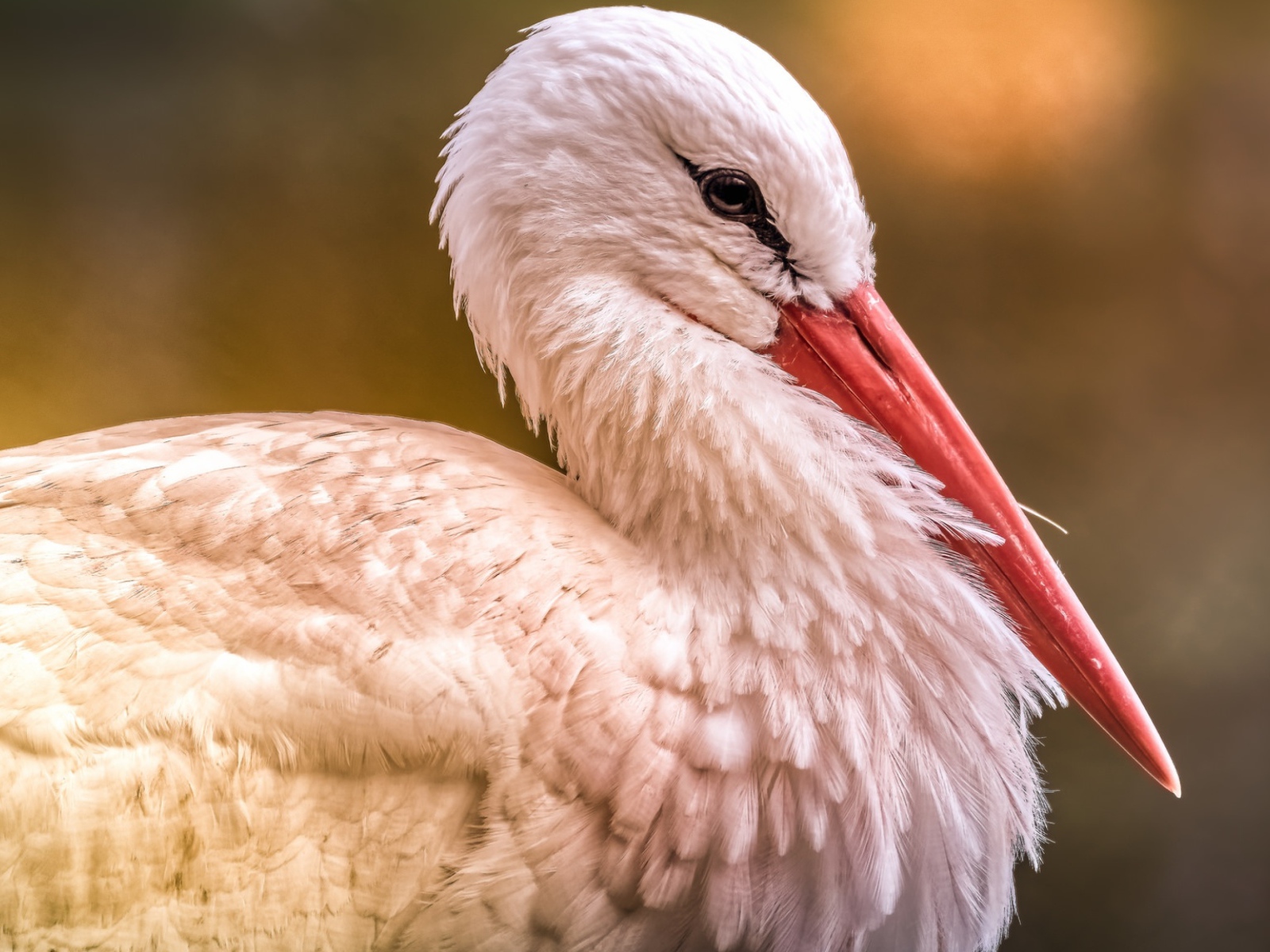 Большой белый аист с красным клювом 