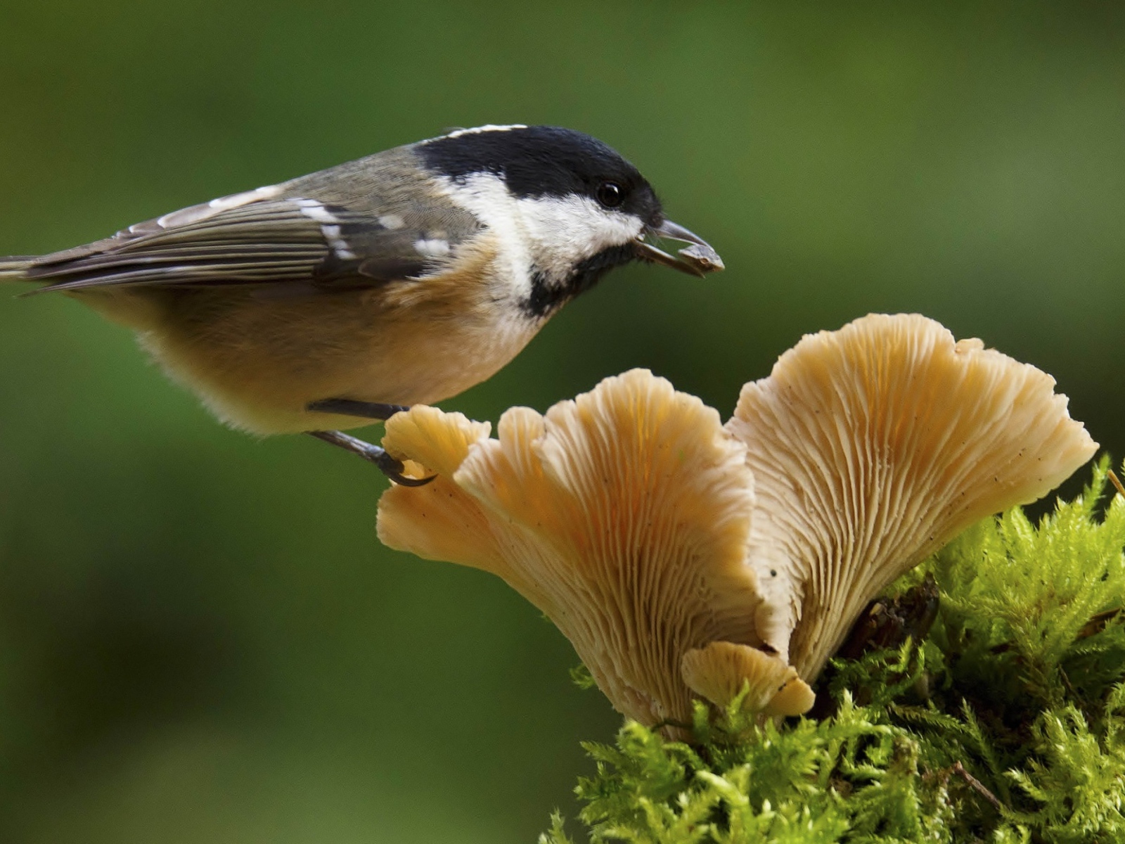 Маленькая синица сидит на грибе