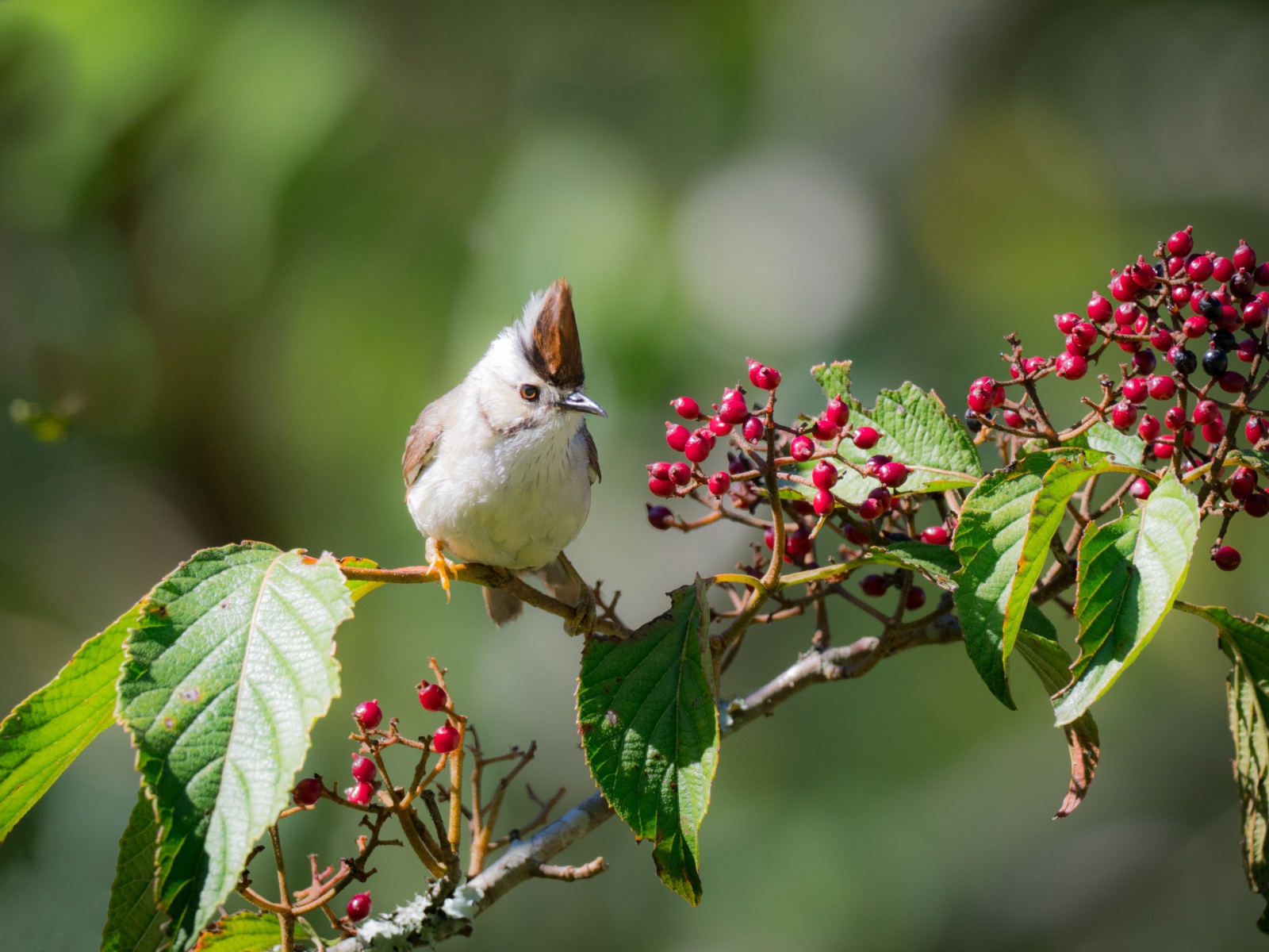 Маленькая птичка на ветке с красными ягодами