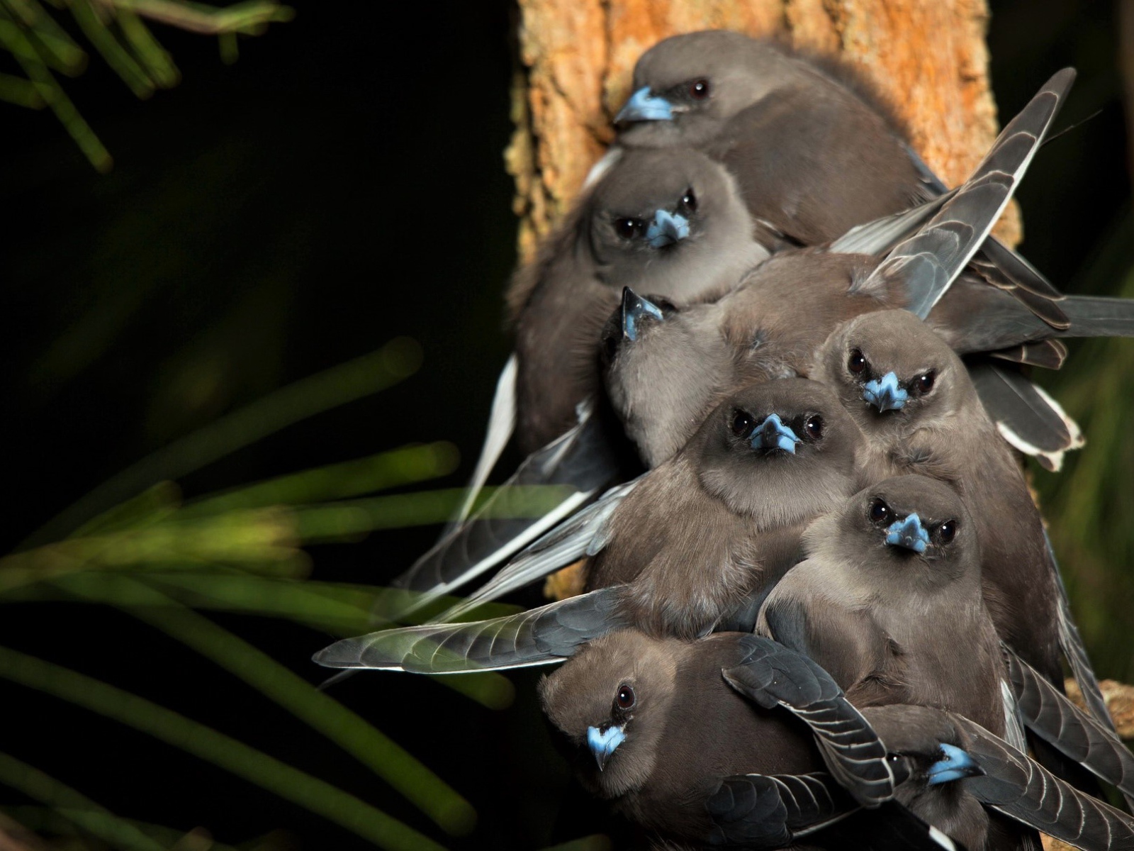 Маленькие птички породы Серый юнко сидят на ветке
