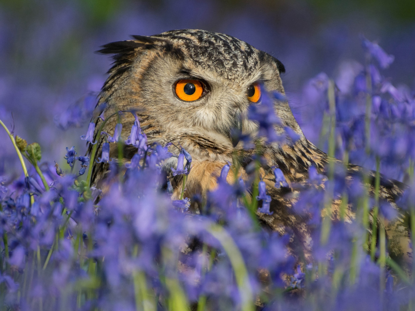 Сова спряталась в голубых полевых цветах 