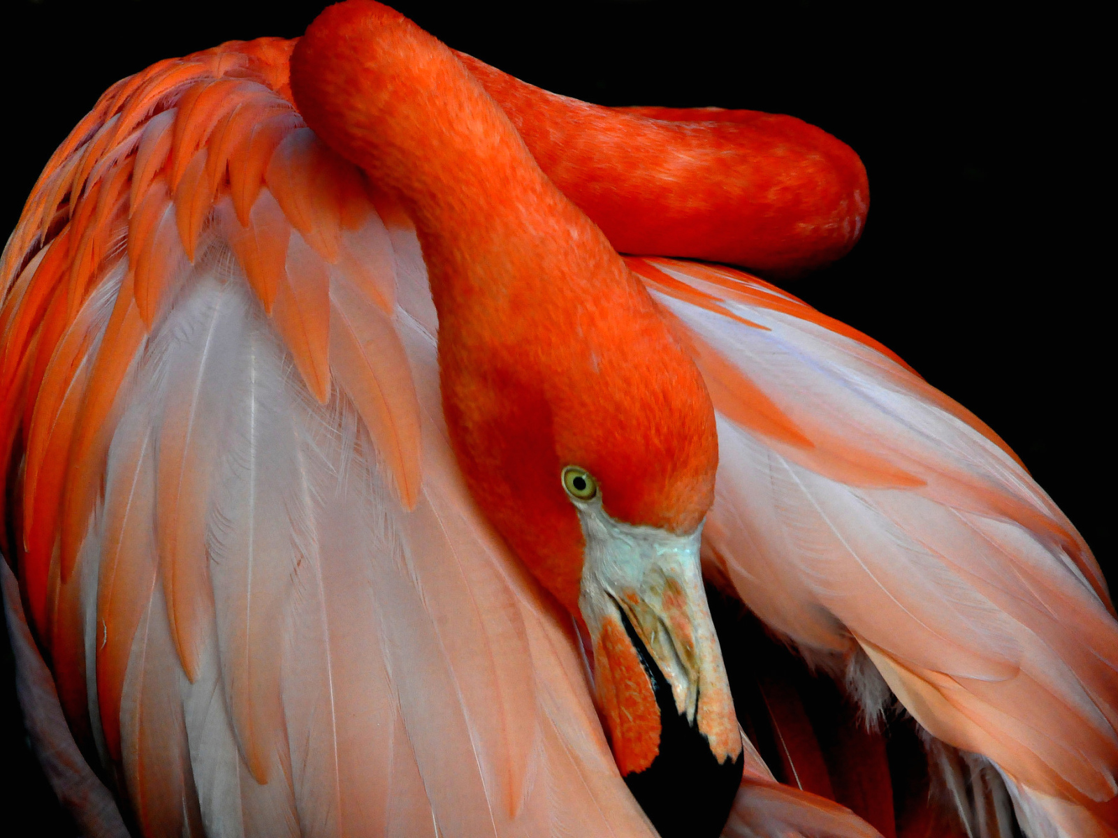 Розовый фламинго прячет голову под крыло 