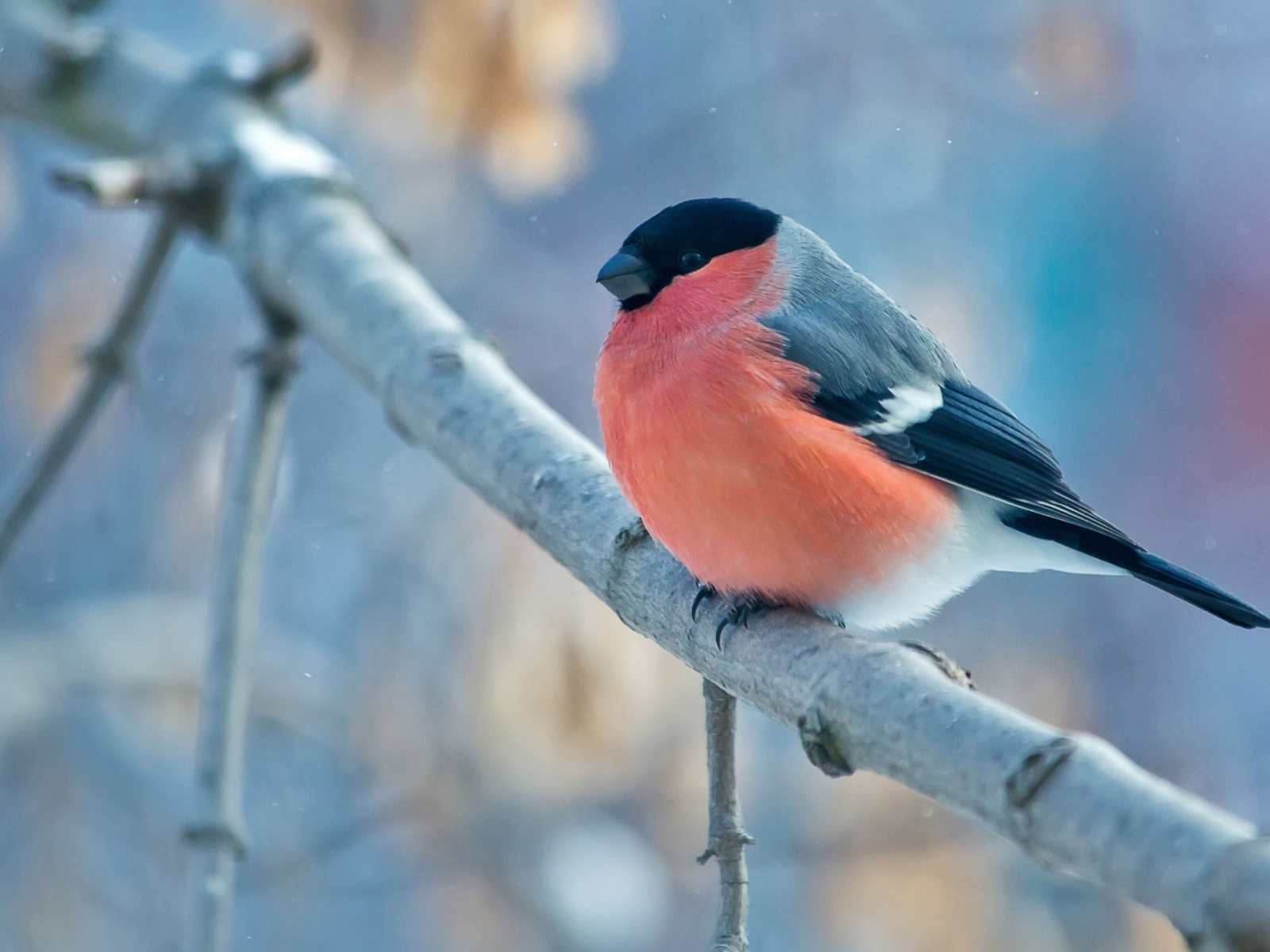 Маленький снегирь на ветке 