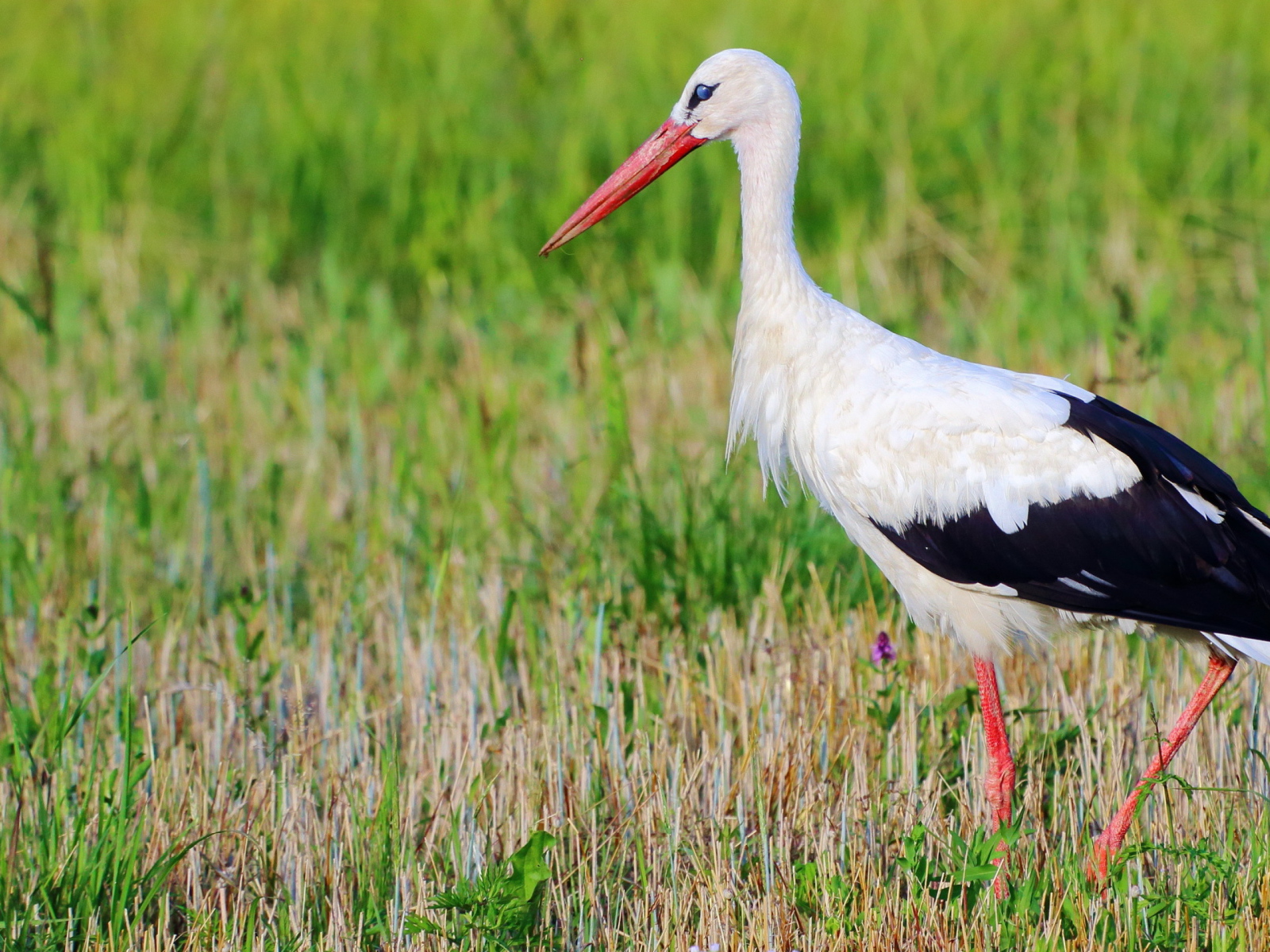 Аист в траве 