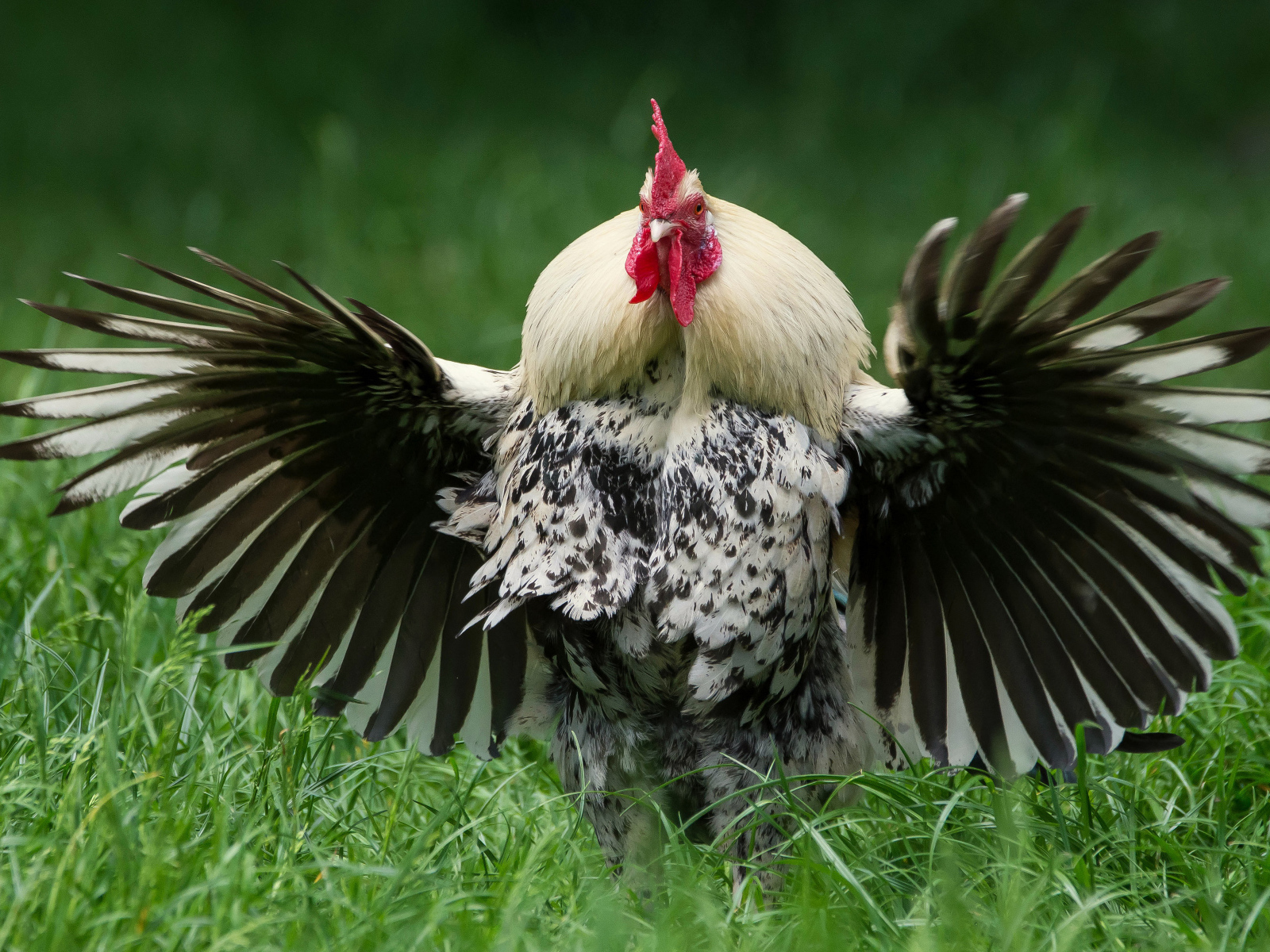 Большой петух расправил крылья