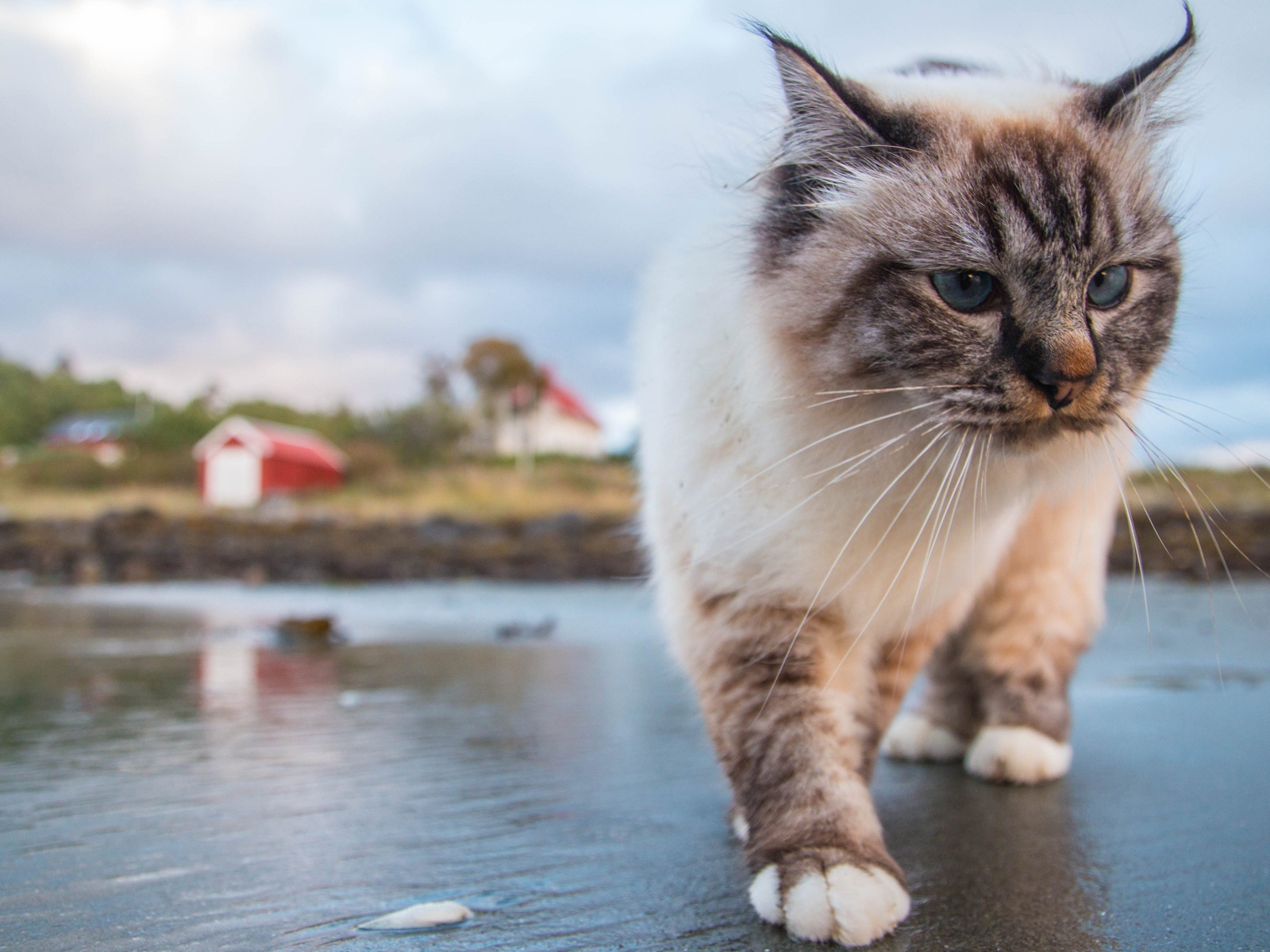 Красивый голубоглазый кот идет по мокрой земле 