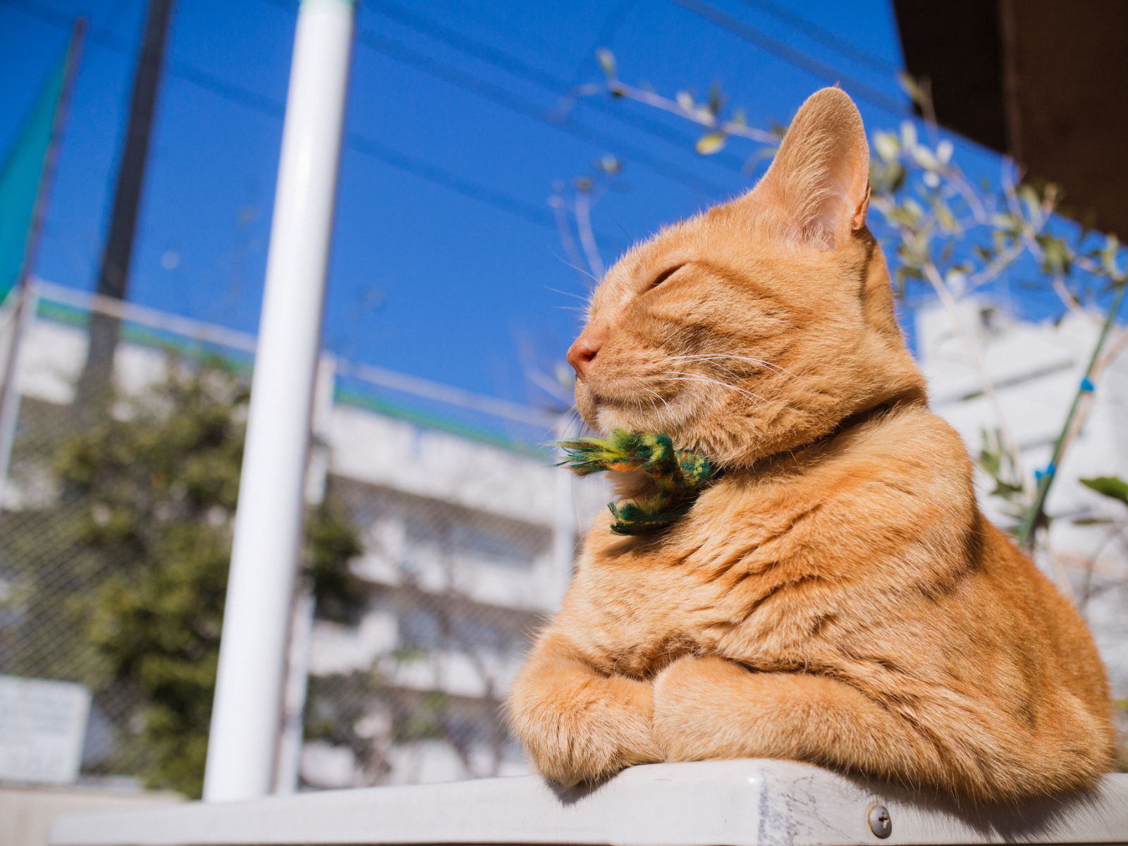 Красивый рыжий кот греется на солнце