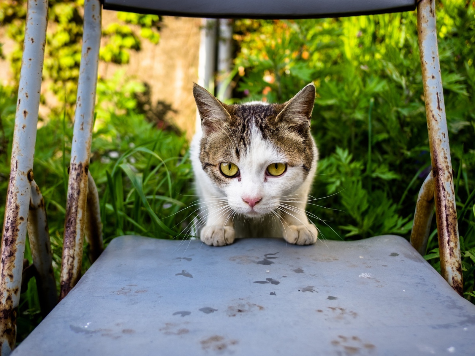 Испуганная кошка сидит на стуле