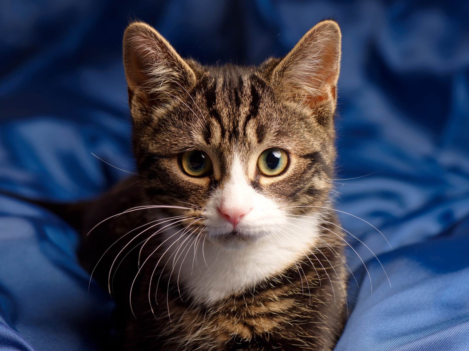 Серая кошка сидит на голубом покрывале 