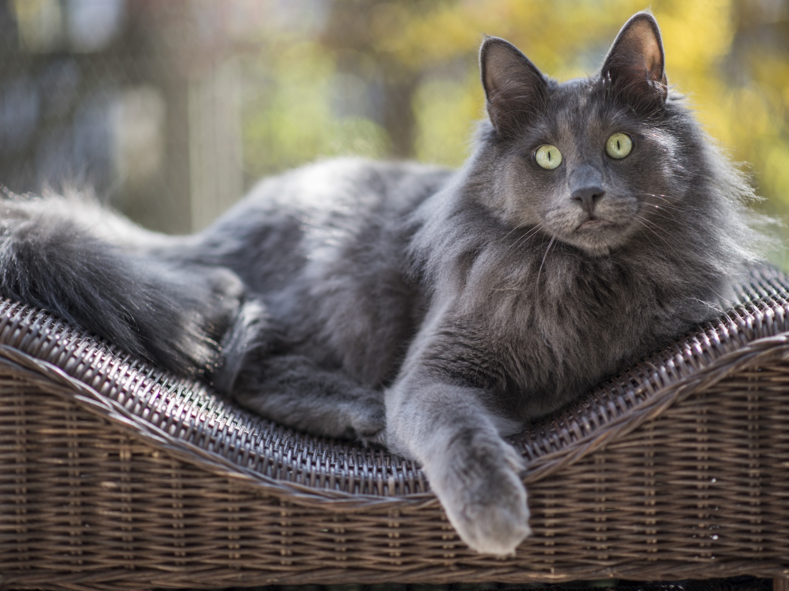 Большой зеленоглазый пепельный кот лежит на спинке кресла