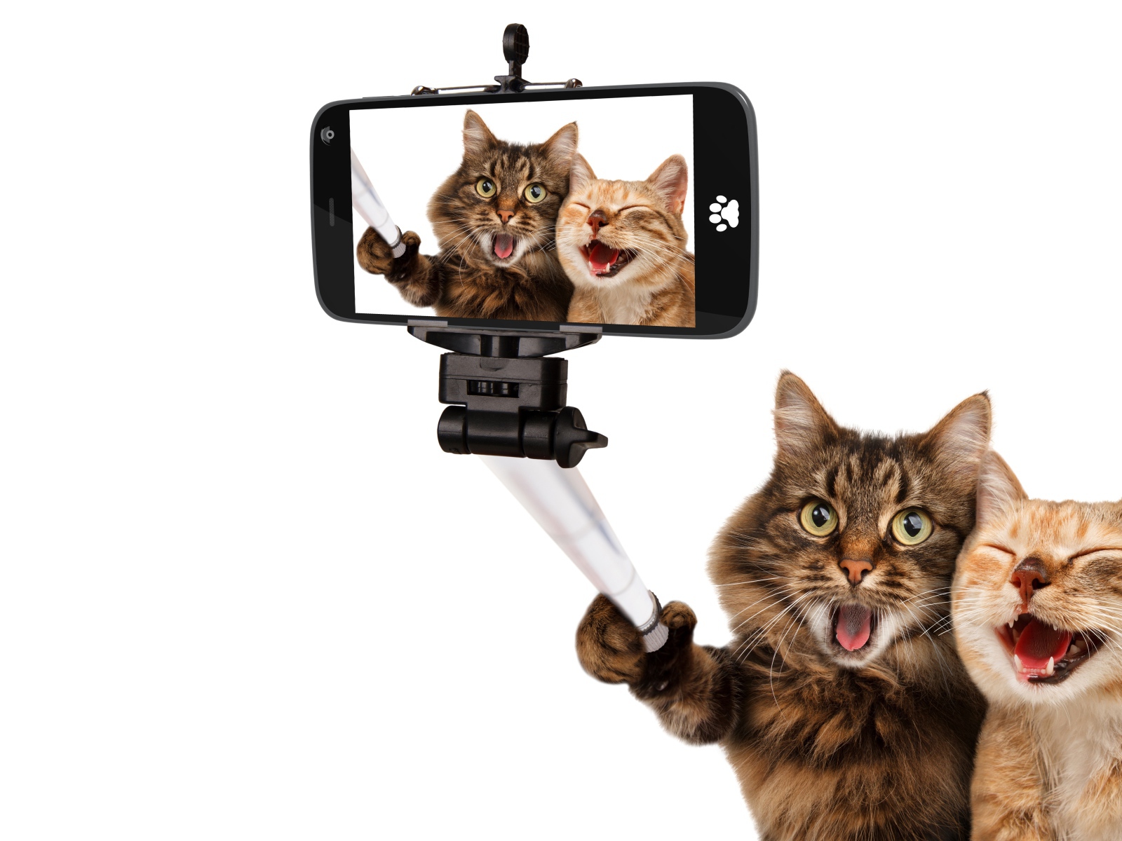 Рыжий и серый кот делают селфи на белом фоне