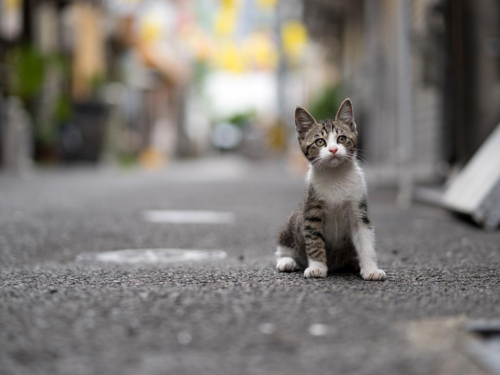Маленький серый котенок сидит на дороге