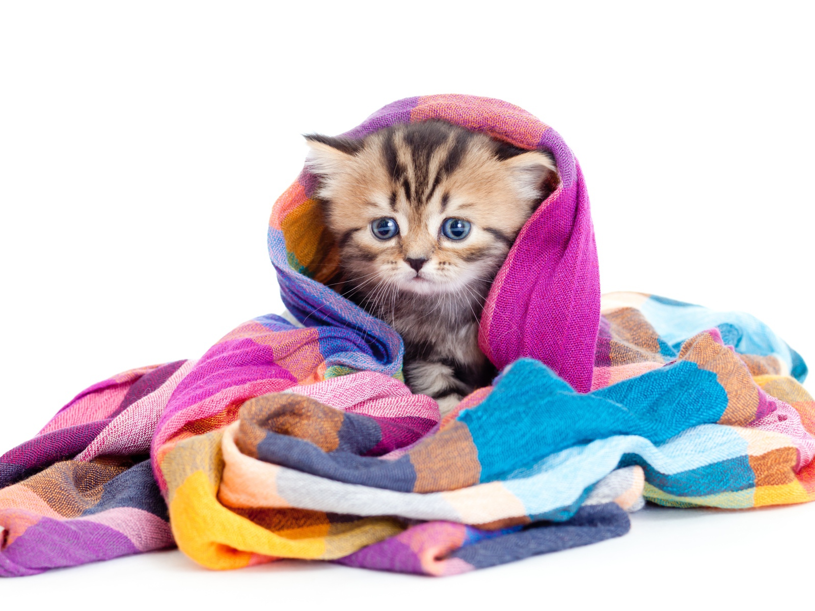 Маленький котенок укутан в разноцветный шарф на белом фоне