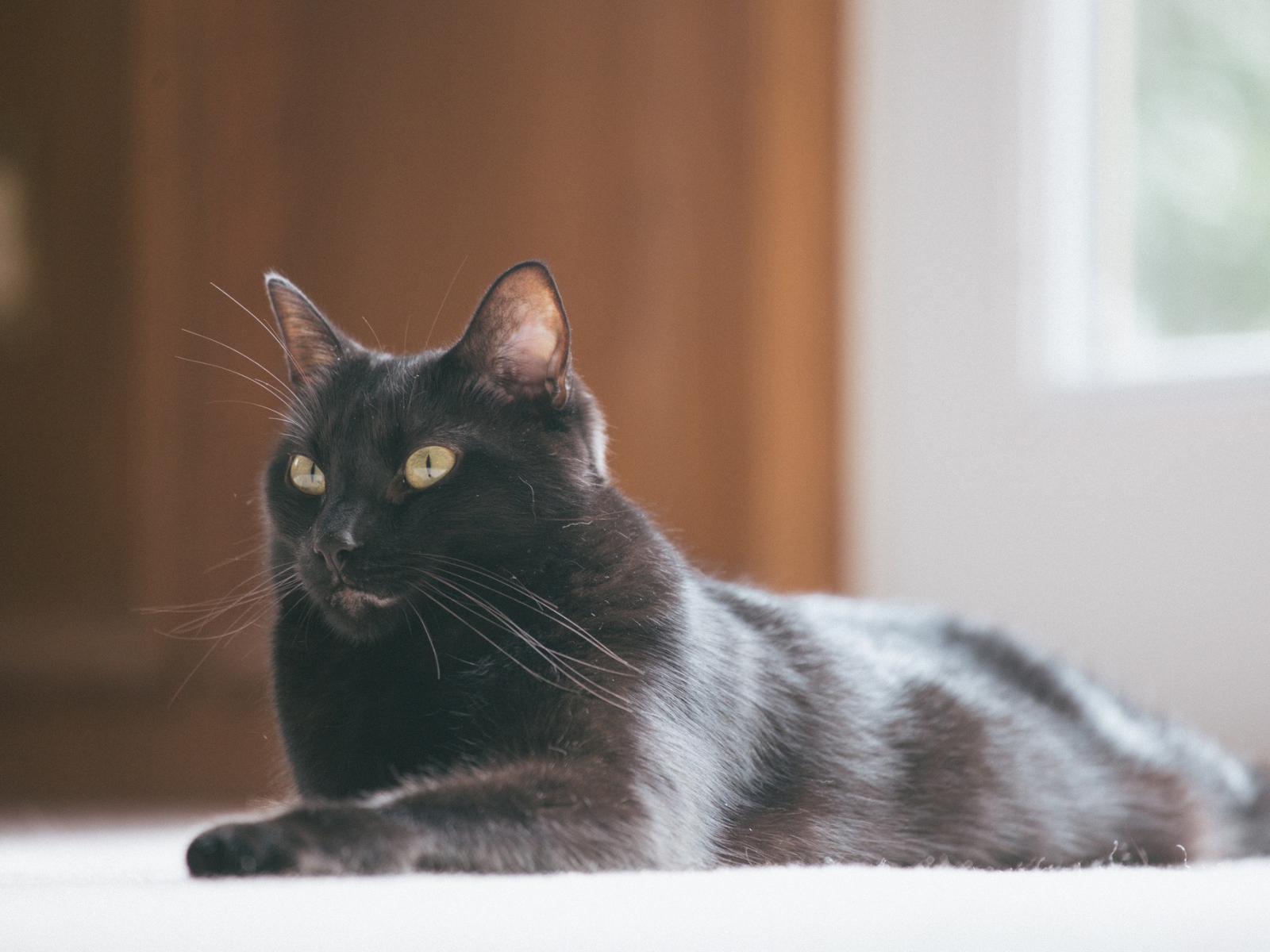 Красивый черный кот с блестящей шерстью