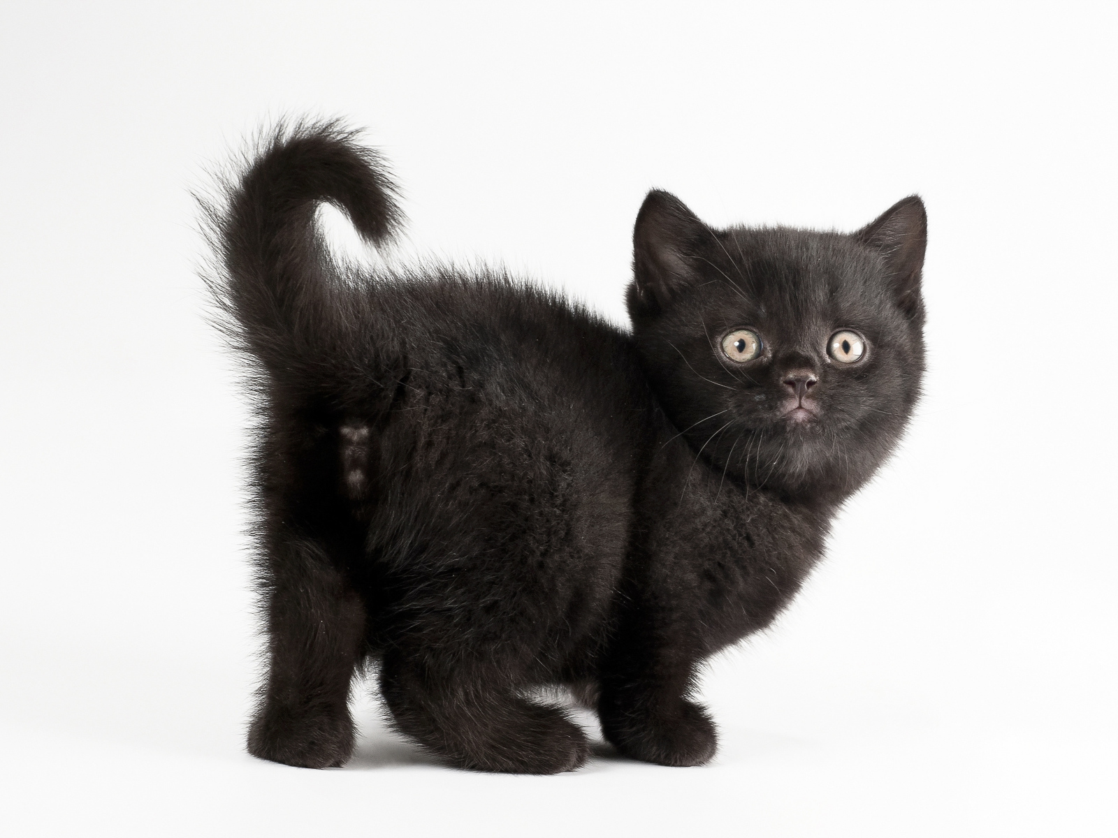 Красивый черный котенок на белом фоне