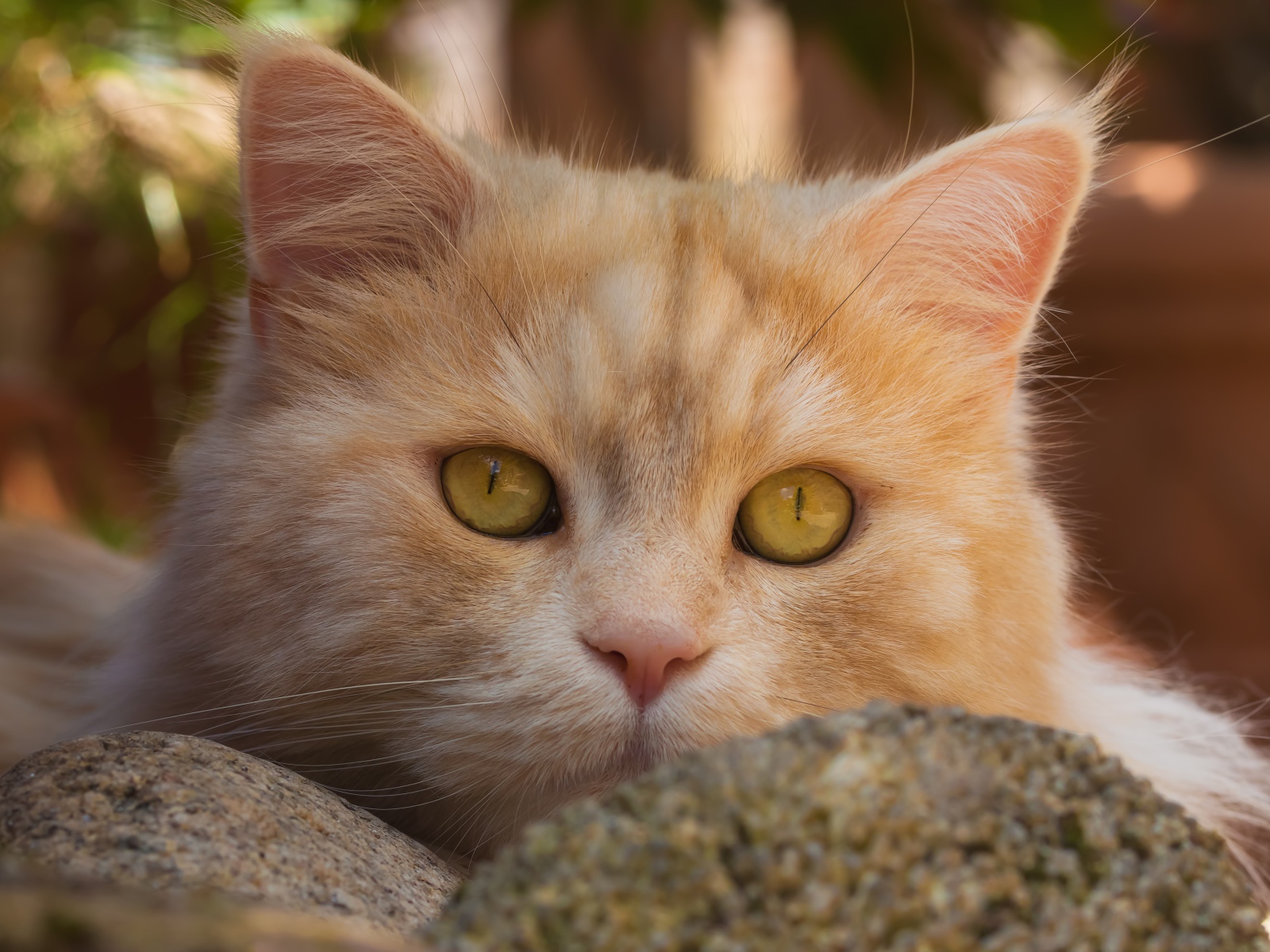 Красивая морда рыжего кота