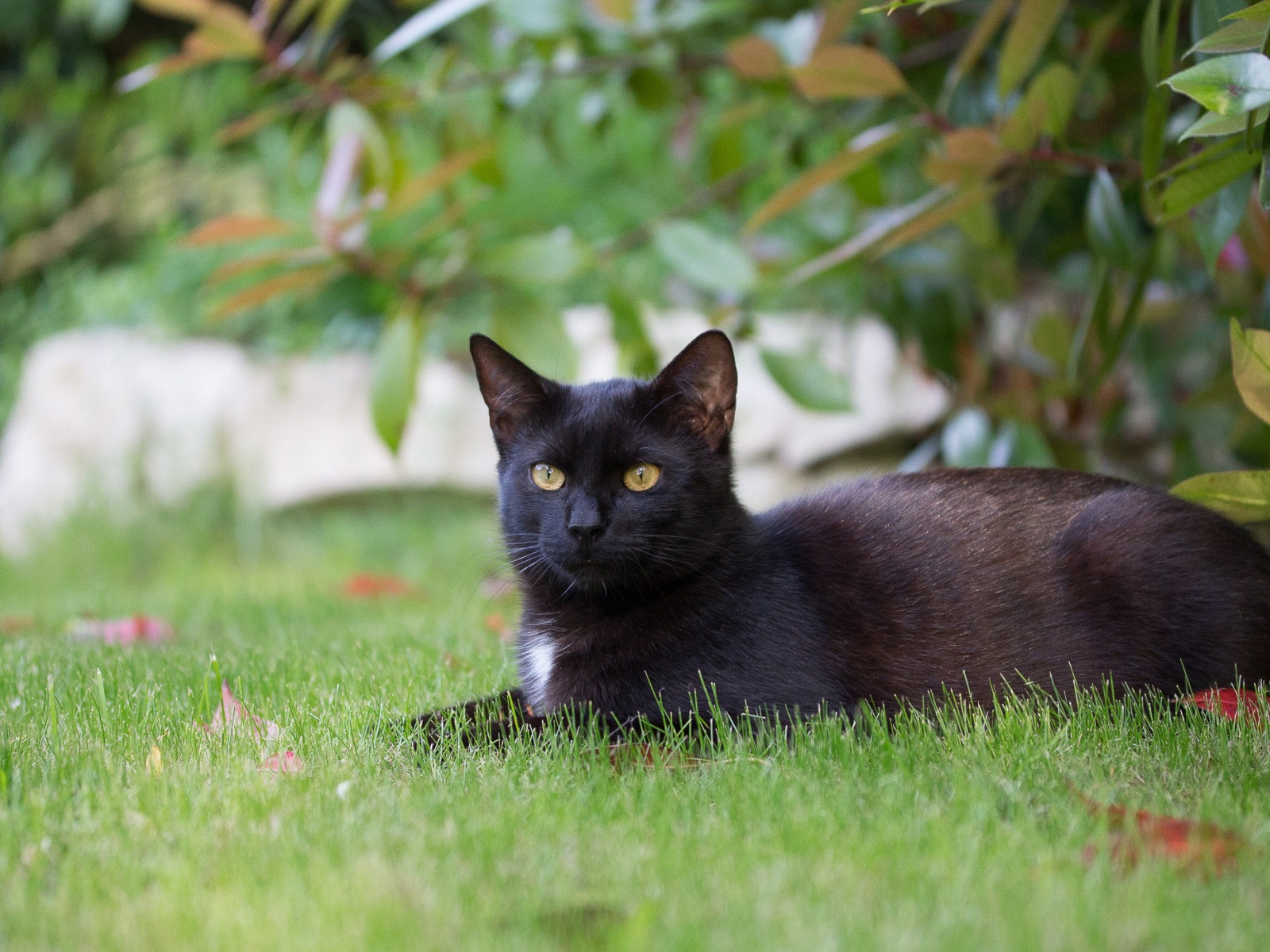 Черный кот лежит на зеленой траве 