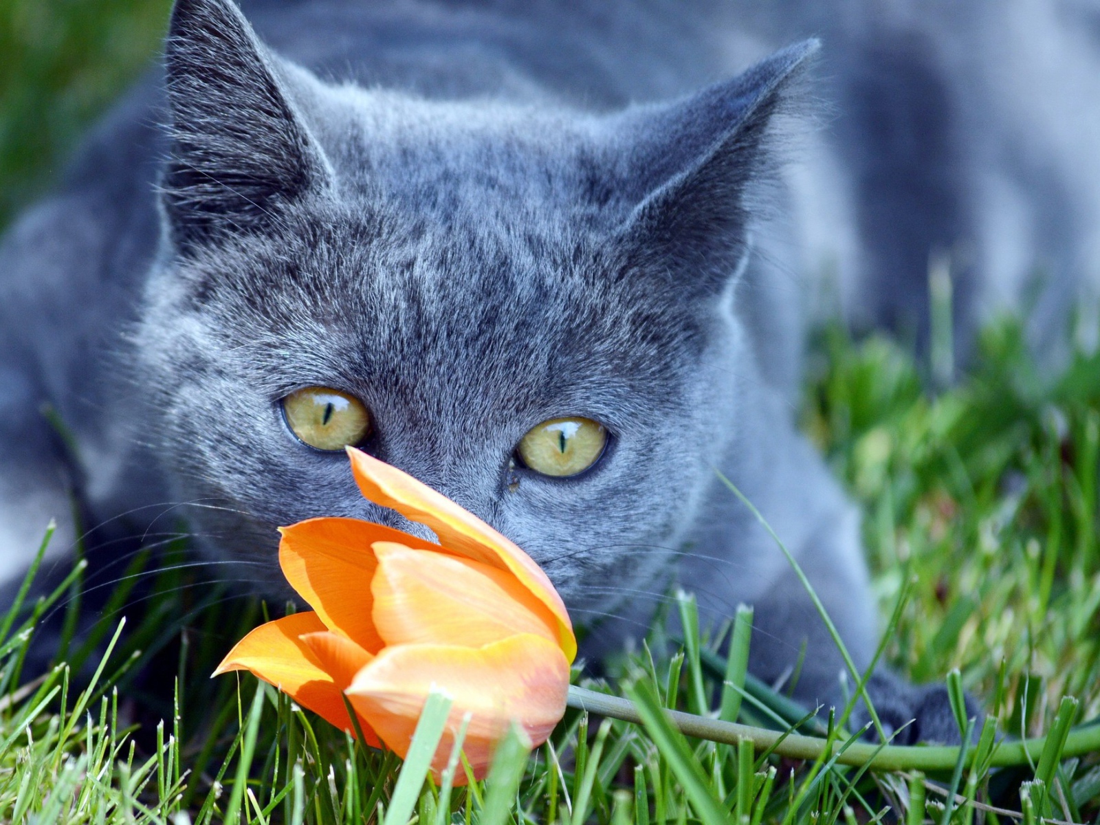 Кот британец нюхает оранжевый тюльпан 