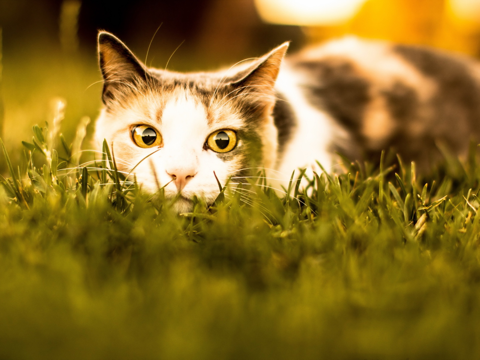 Кошка с желтыми глазами притаилась в траве 