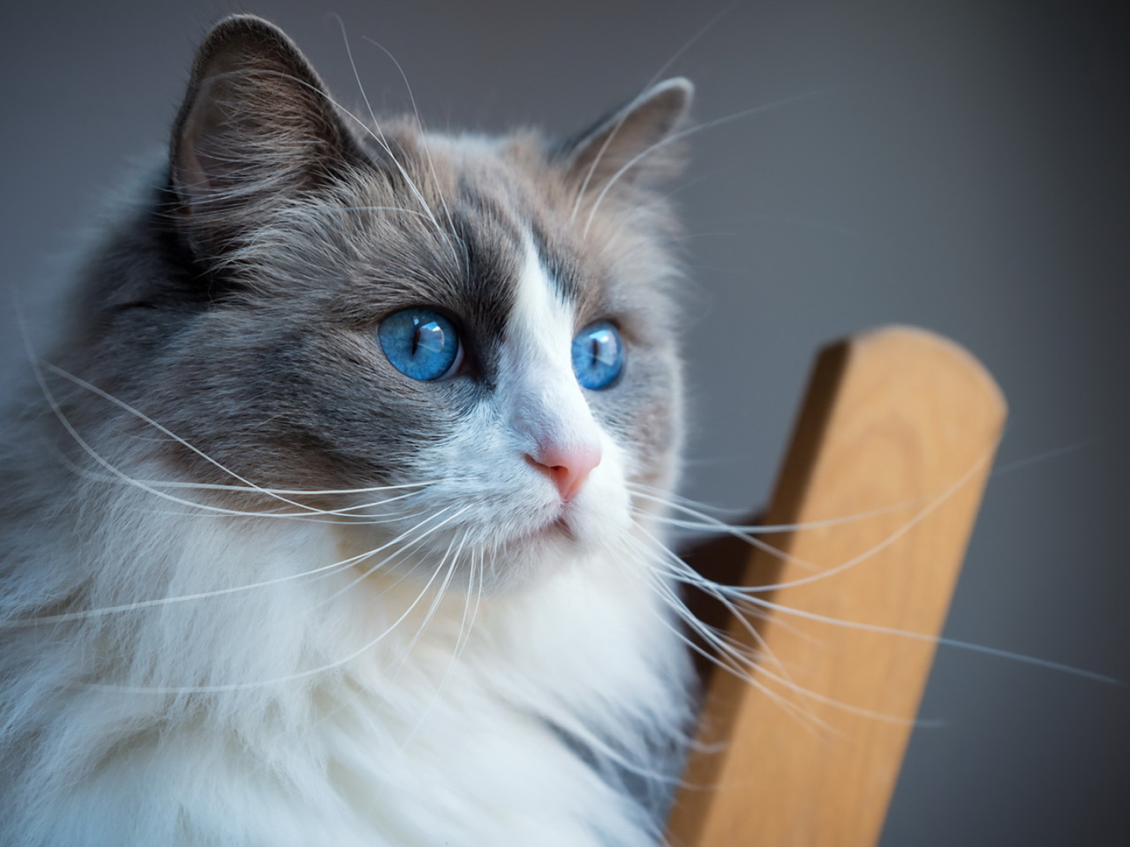 Пушистая кошка с красивыми голубыми глазами 