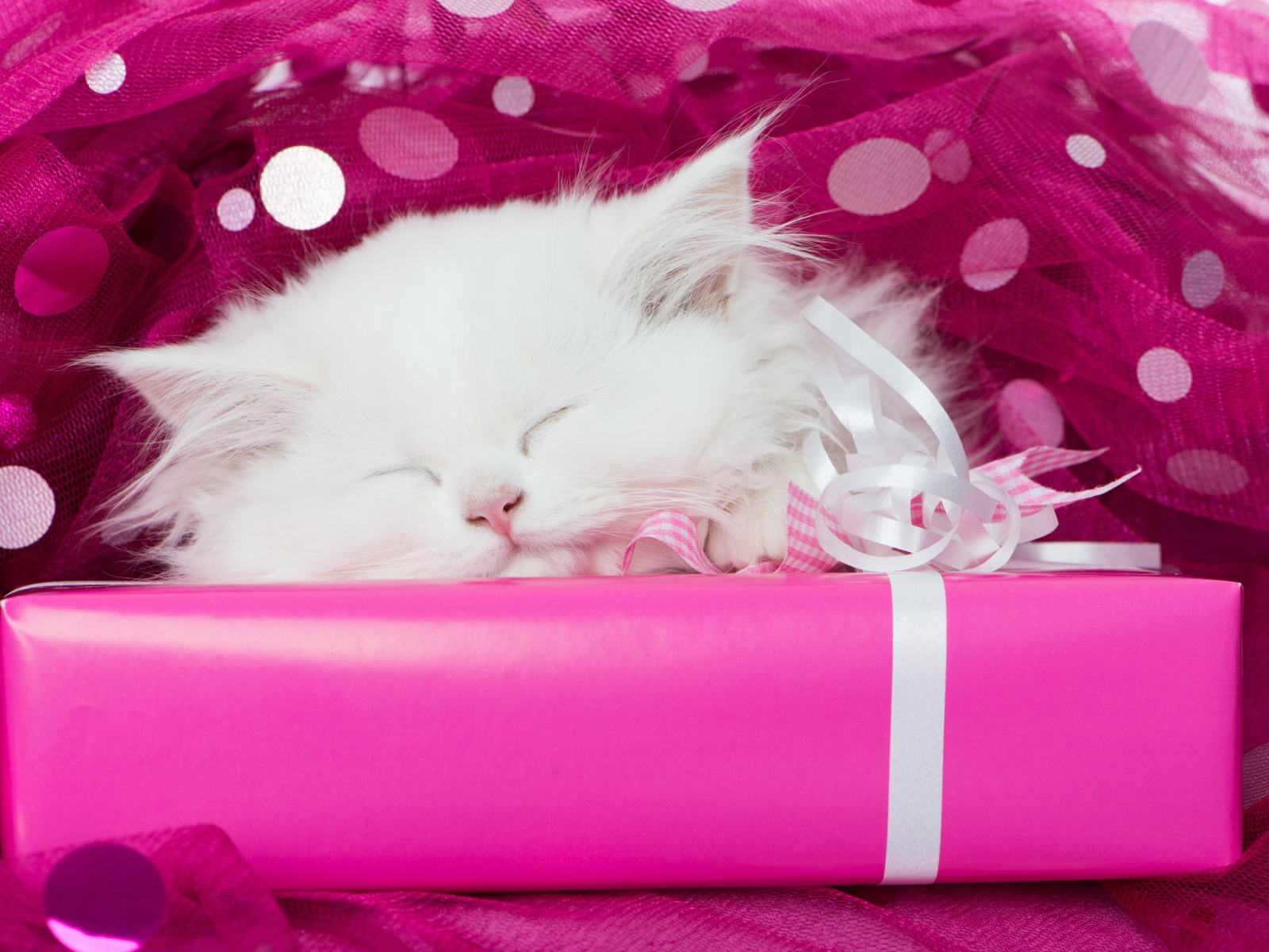 Пушистый белый котенок спит на розовой подарочной коробке