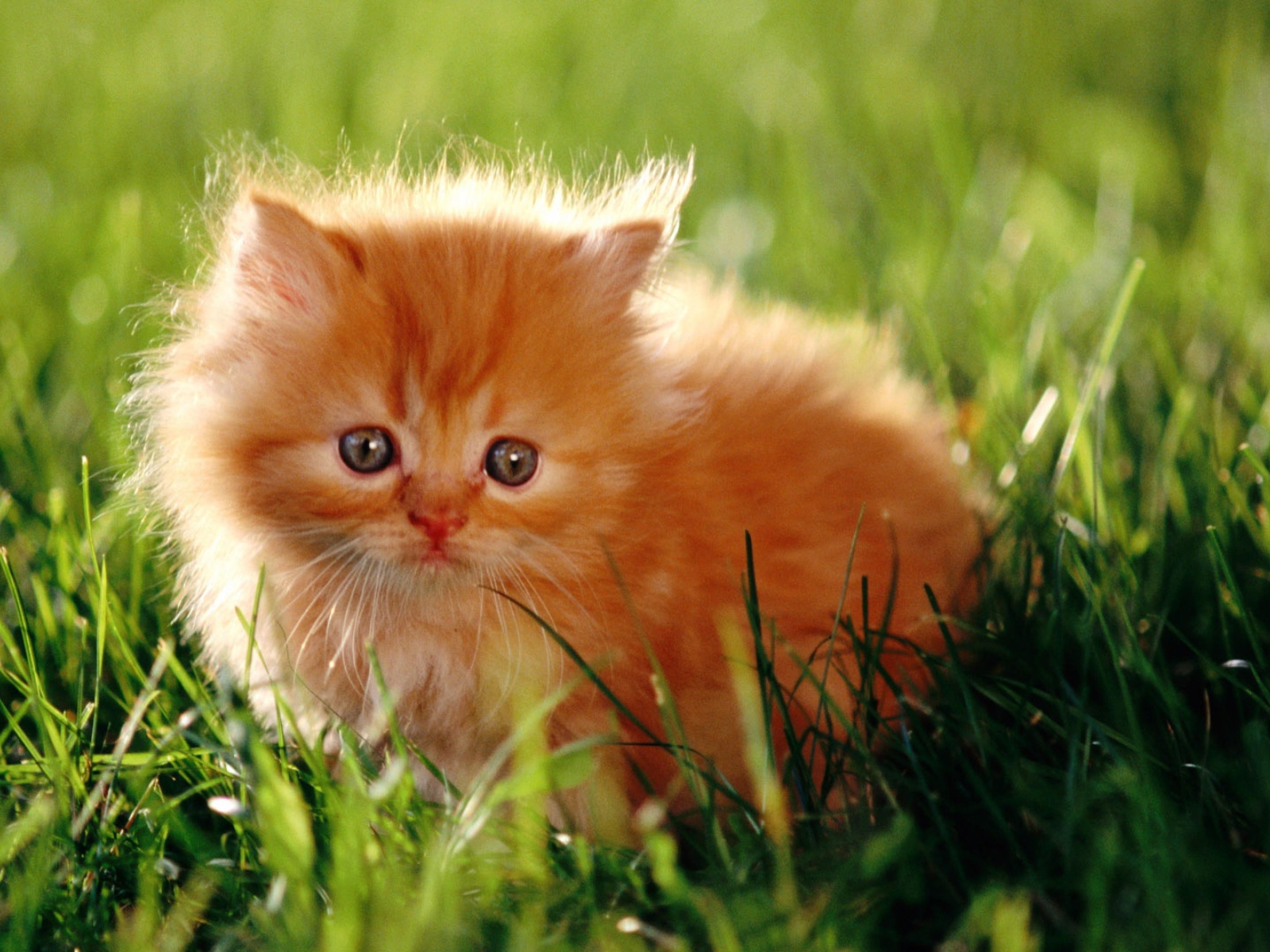 Испуганный пушистый рыжий котенок в зеленой траве