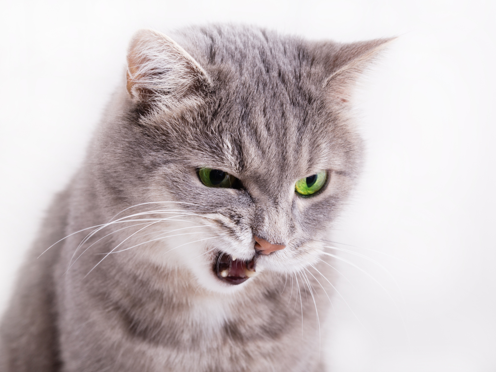 Хмурый взгляд серой кошки на белом фоне