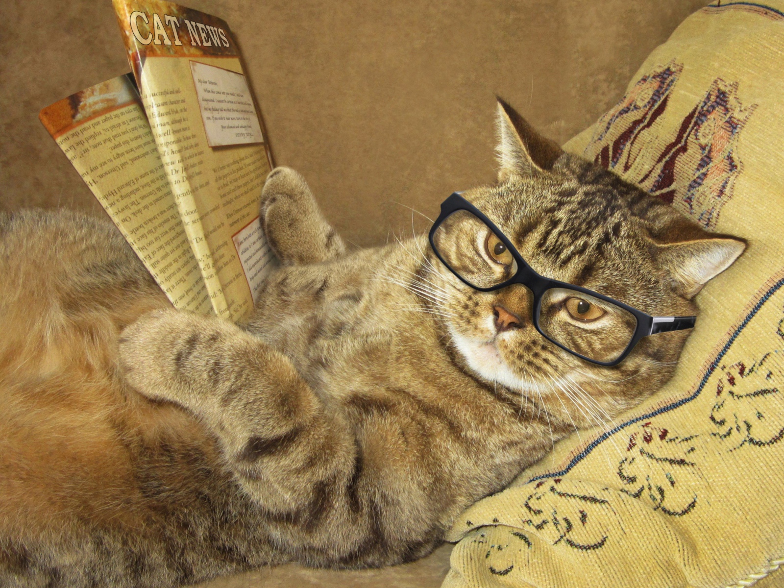 Забавный серый кот в очках и с газетой лежит на подушке