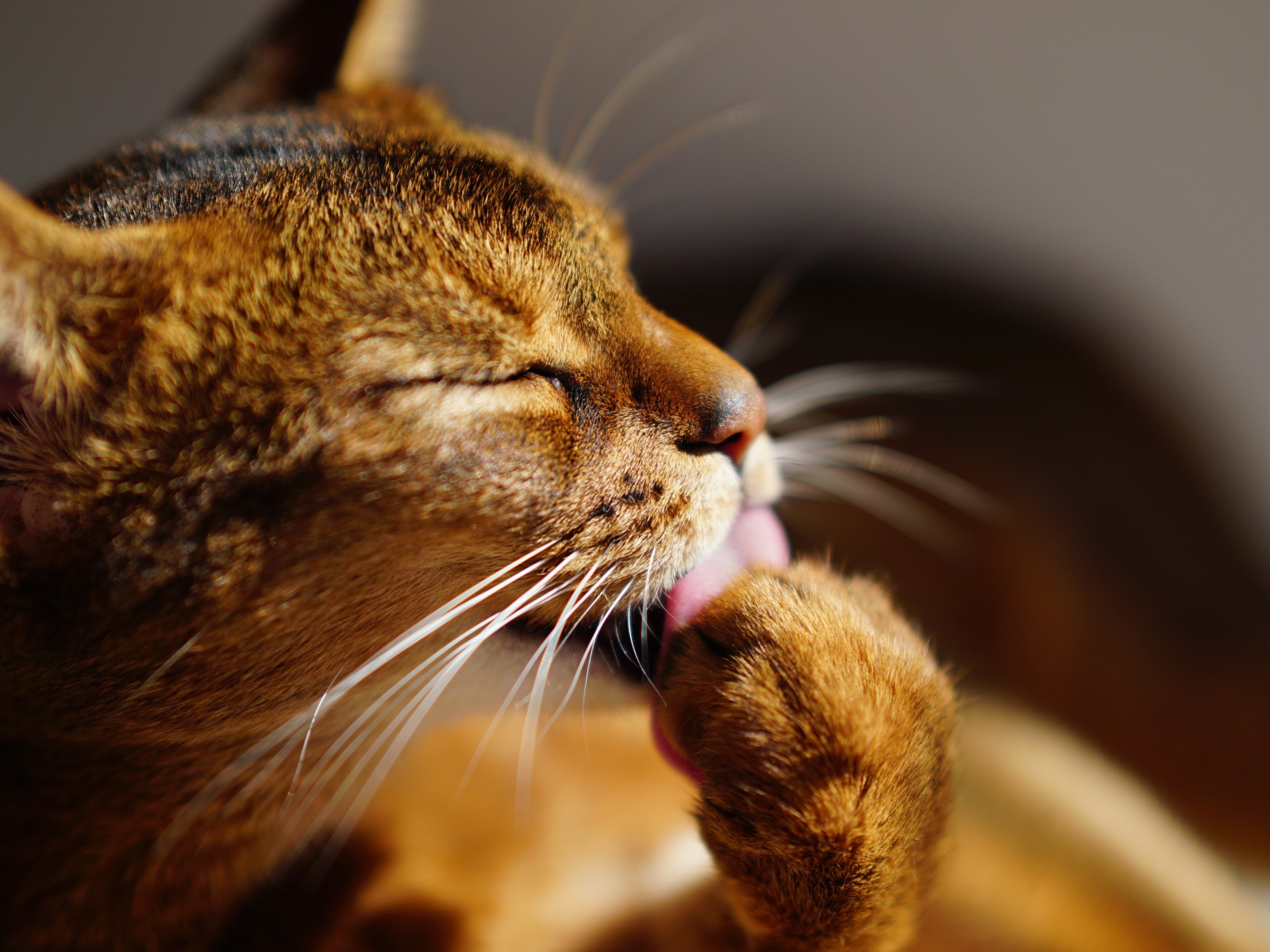 Серый кот облизывает лапу