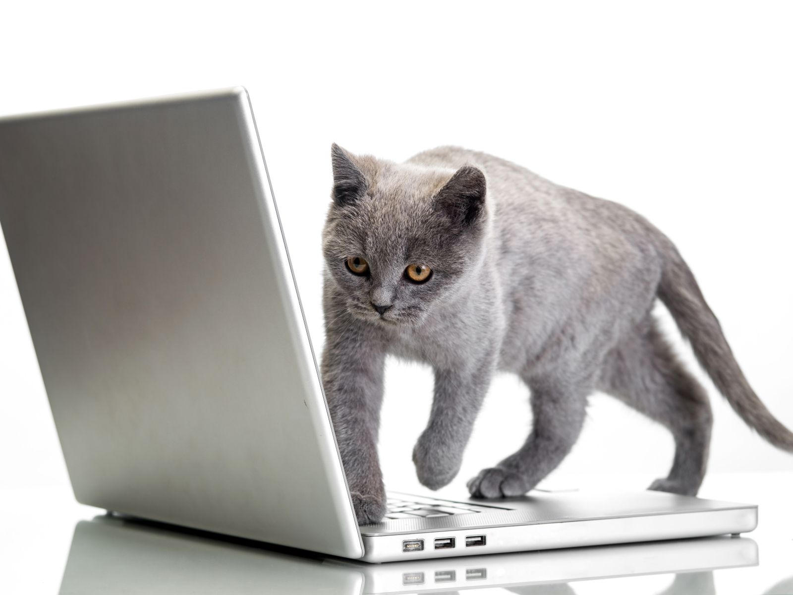 Серый кот стоит на ноутбуке на белом фоне