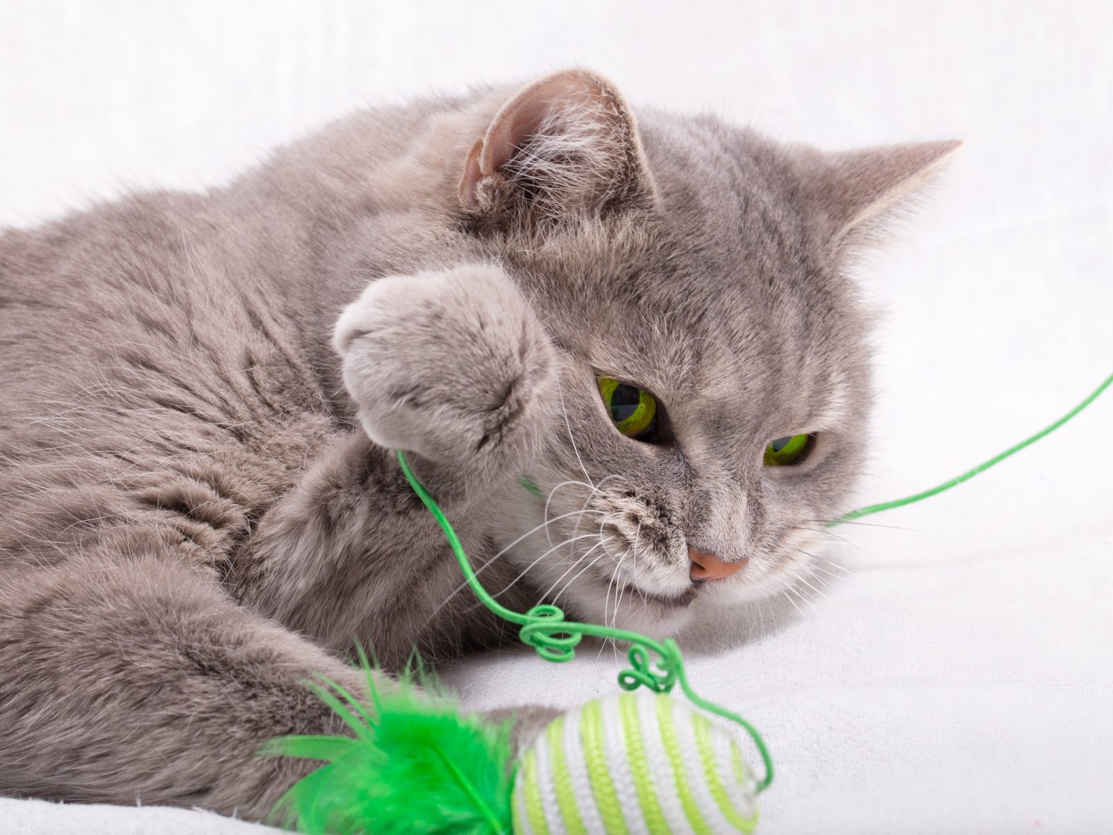 Серый зеленоглазый кот играет с игрушкой на белом фоне