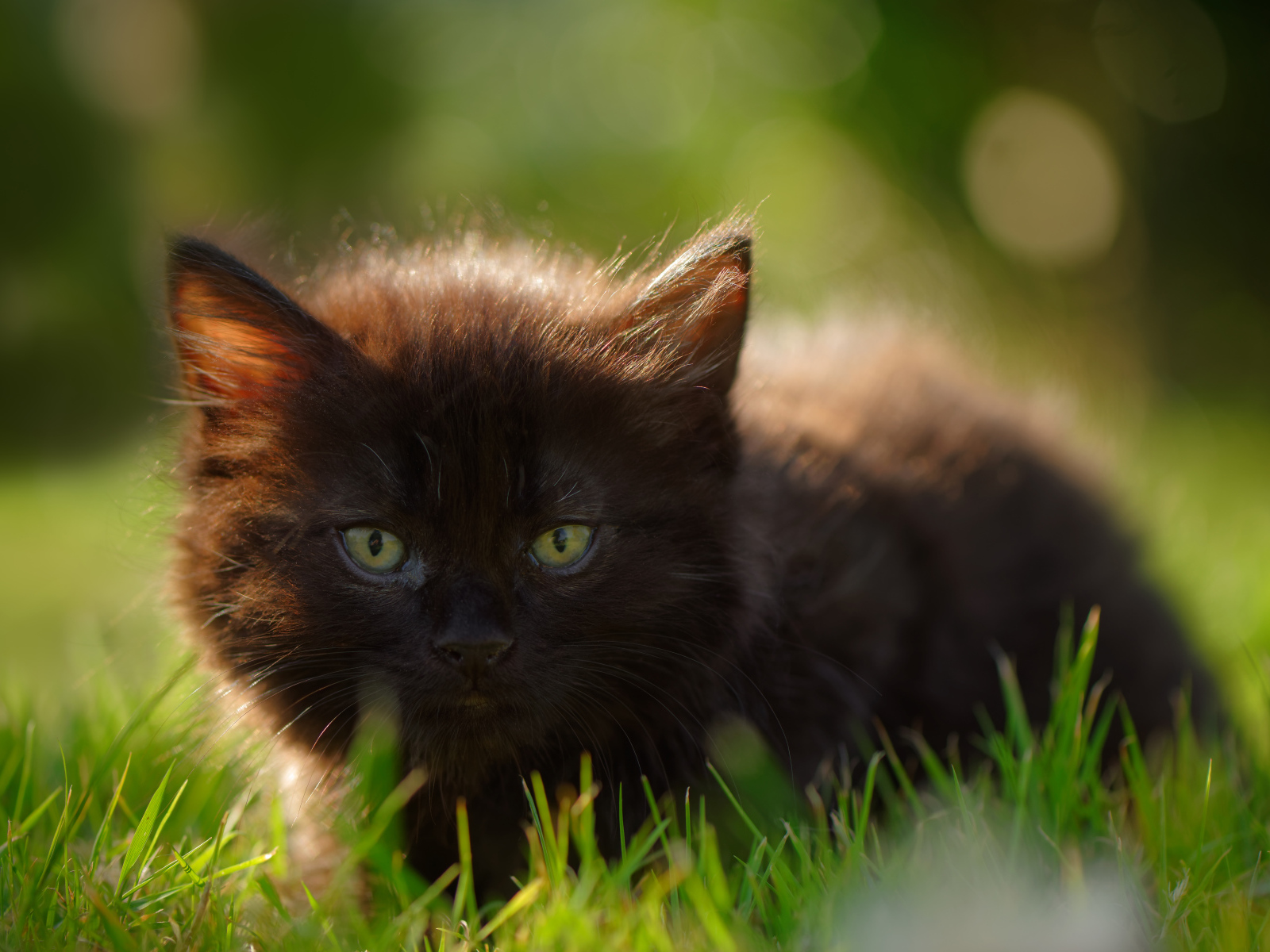 Маленький черный котенок с зелеными глазами в траве 