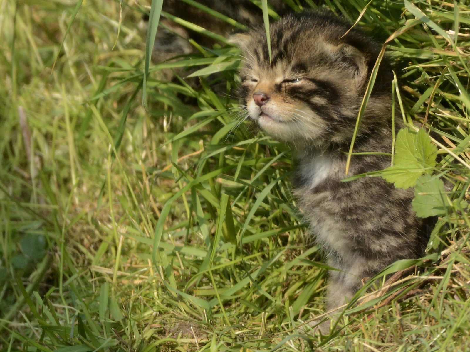 Маленький серый котенок в траве 