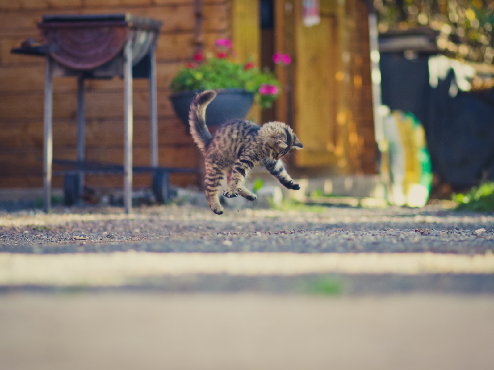 Маленький серый котенок прыгает на асфальте