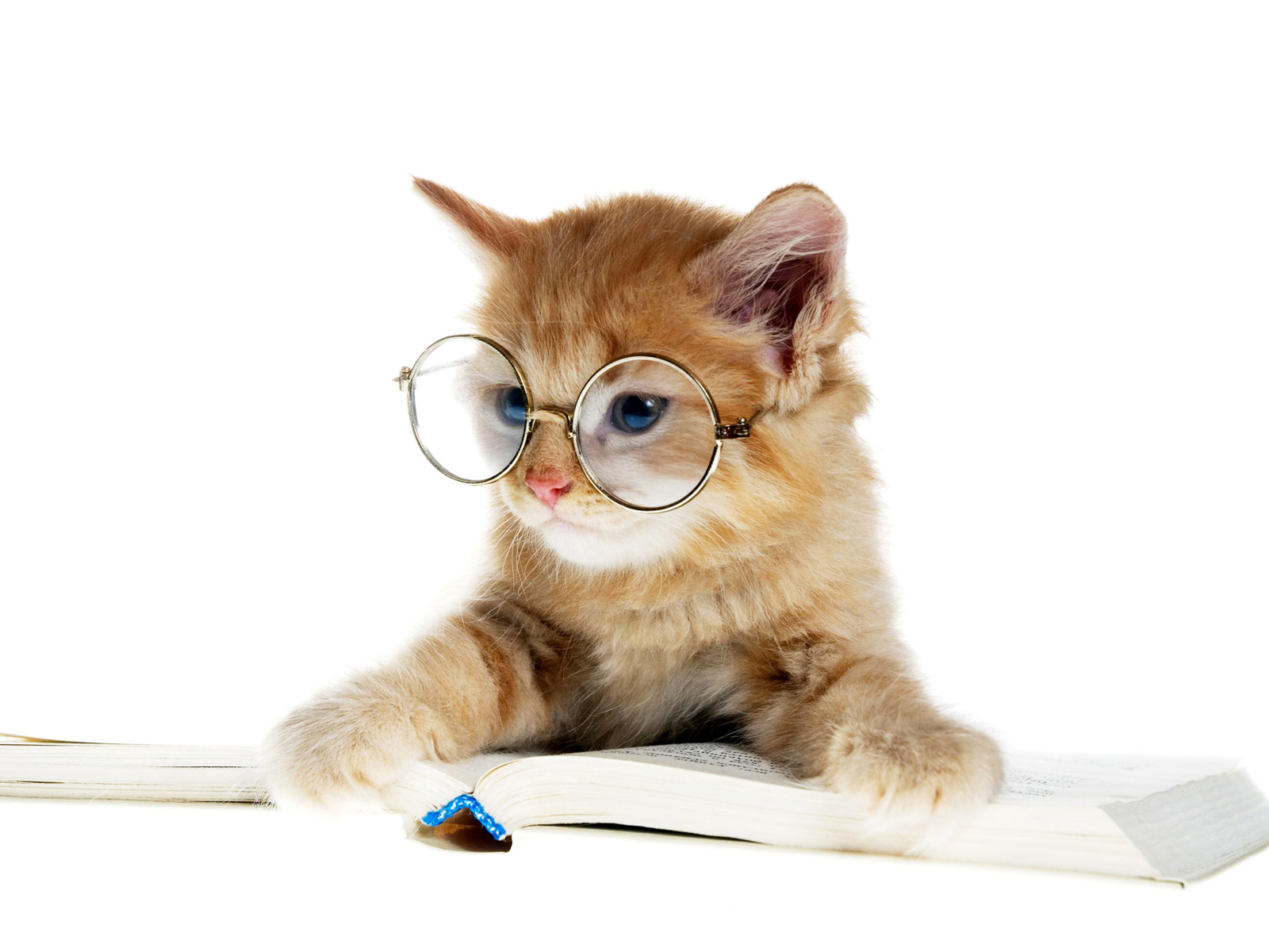 Маленький котенок в очках с книгой 
