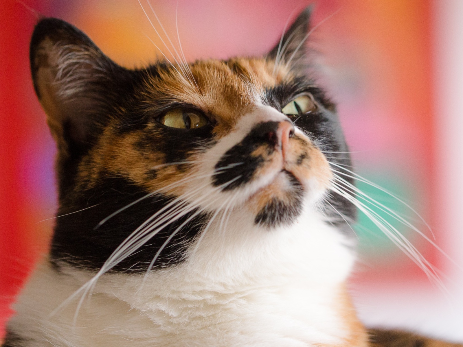 Морда кошки черепахового окраса