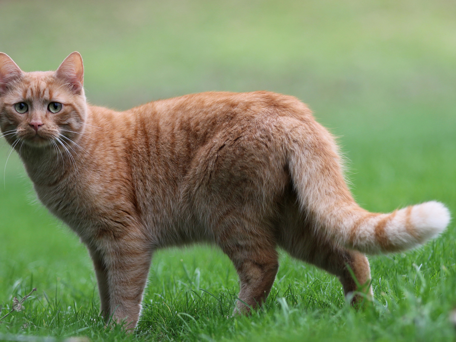 Грустный рыжий кот стоит на зеленой траве