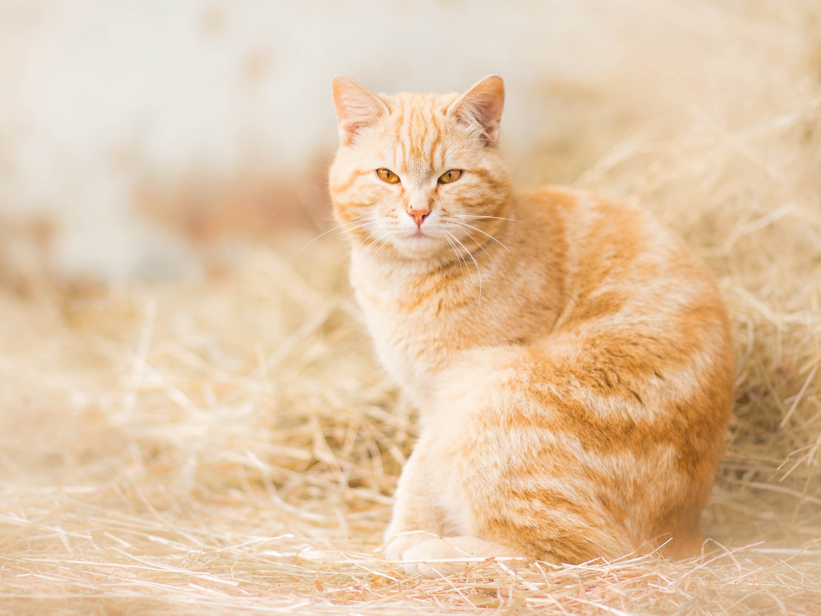 Серьезный взгляд красивого рыжего кота