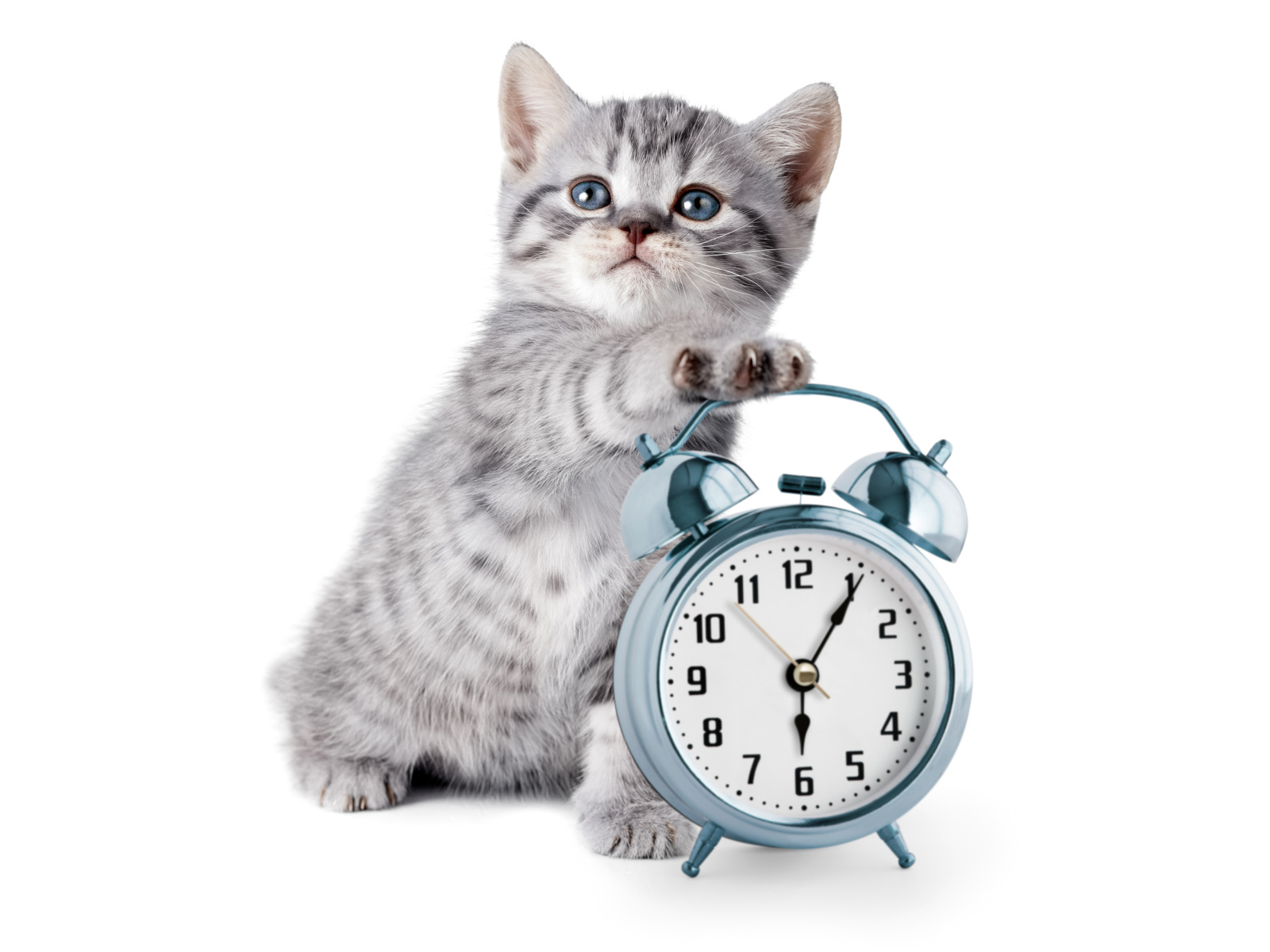 Маленький серый котенок будильником на белом фоне