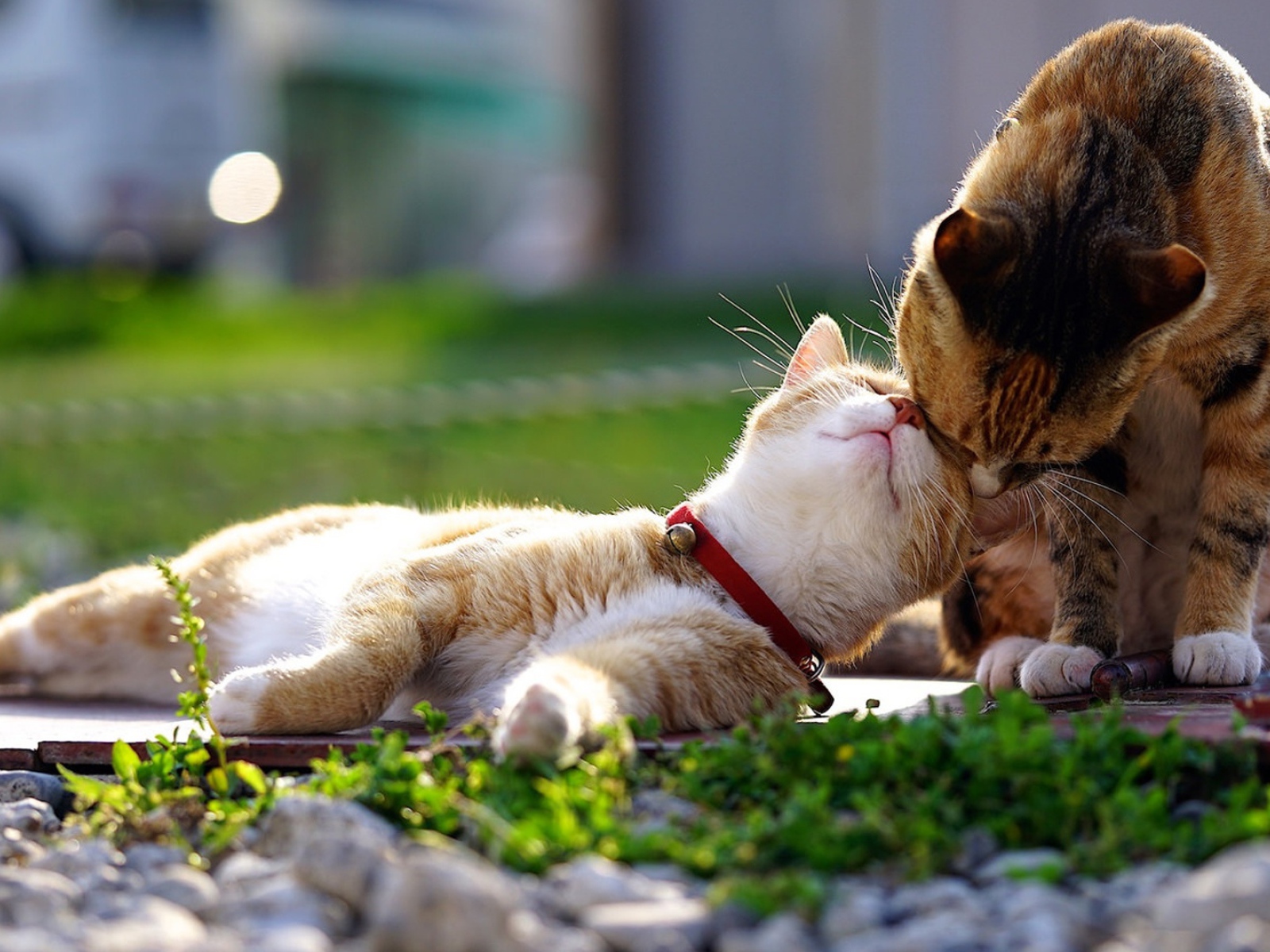 Весенняя кошачья любовь 