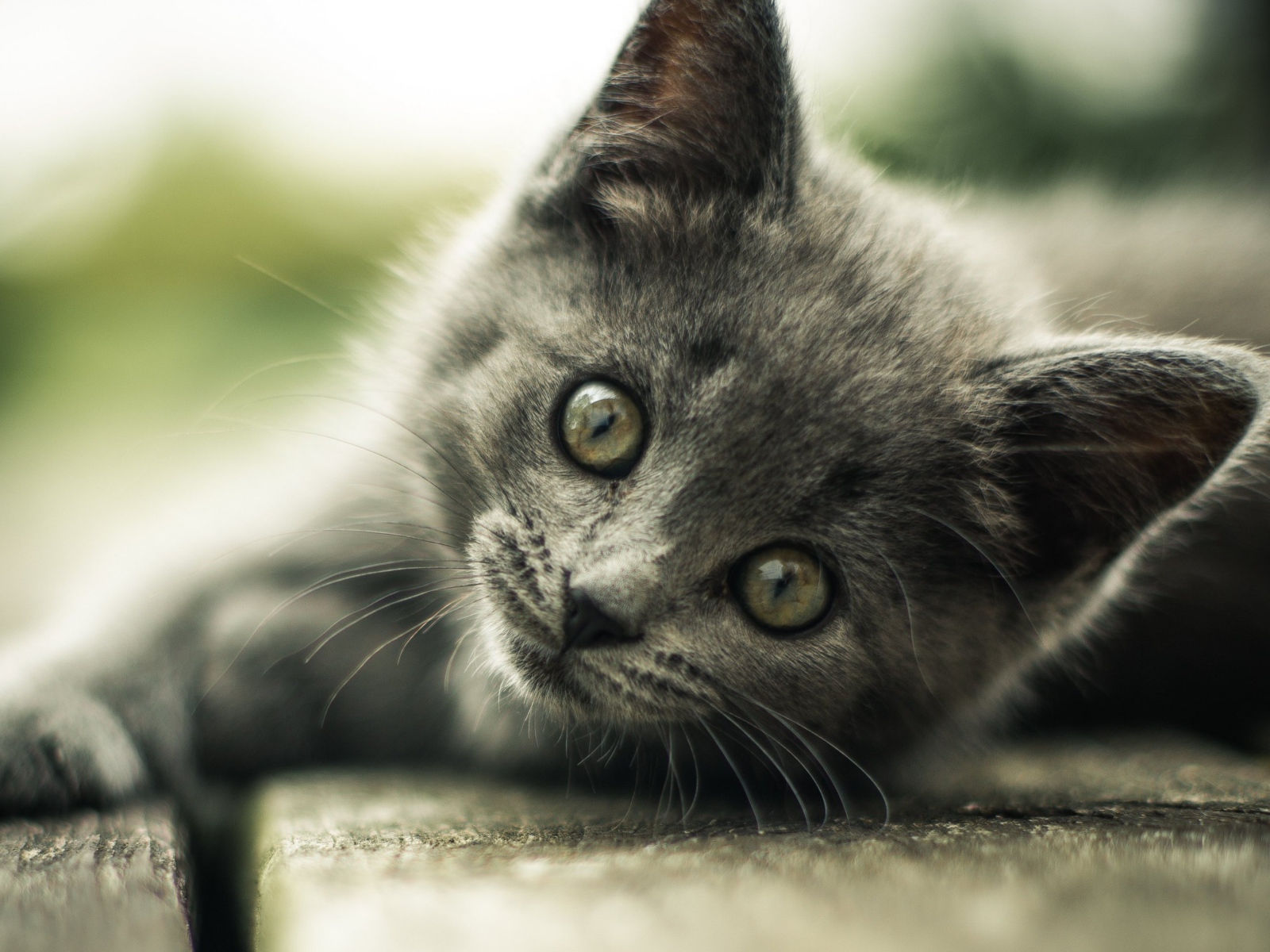 Взгляд маленького серого котенка 